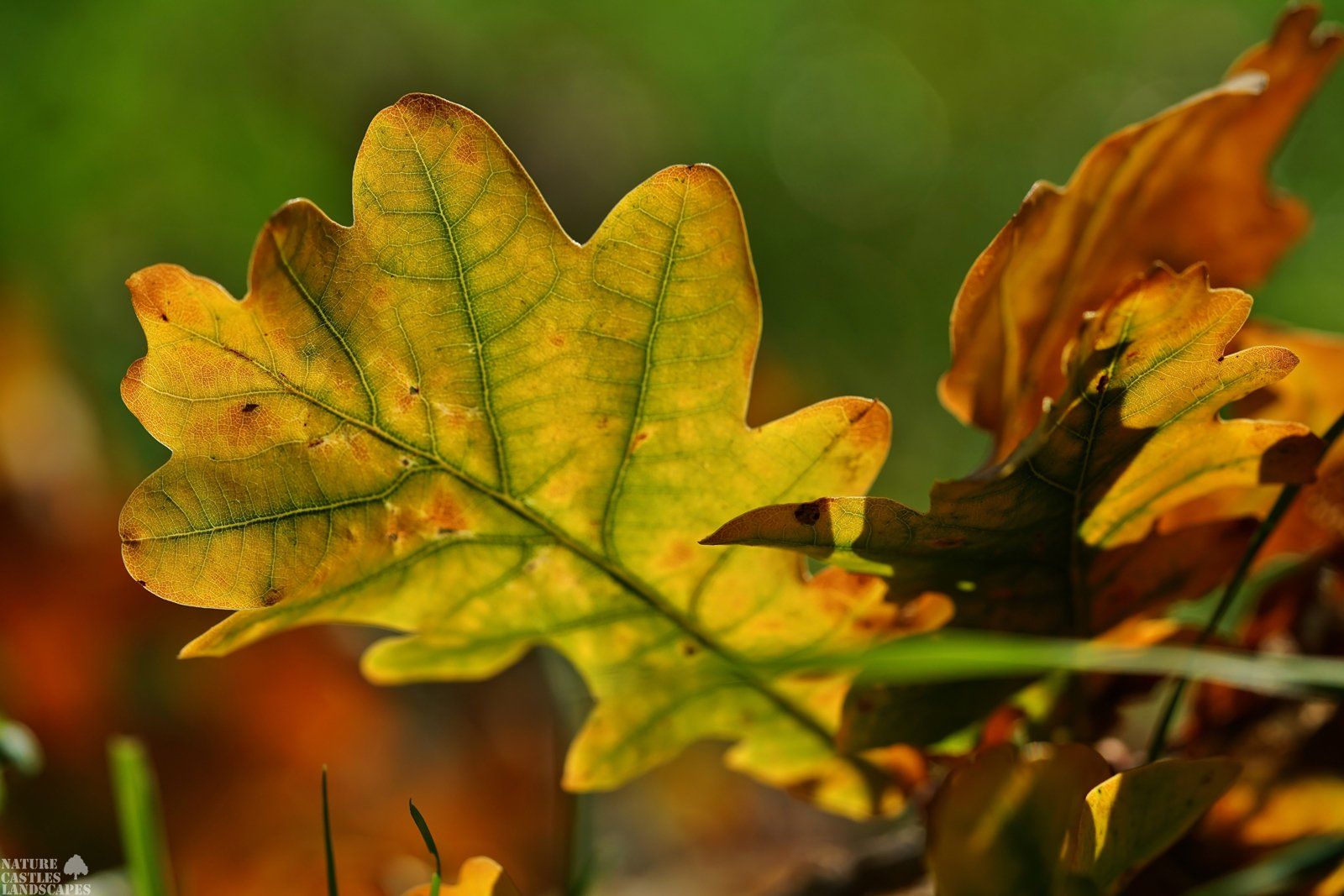 Picture from leaves in autumn