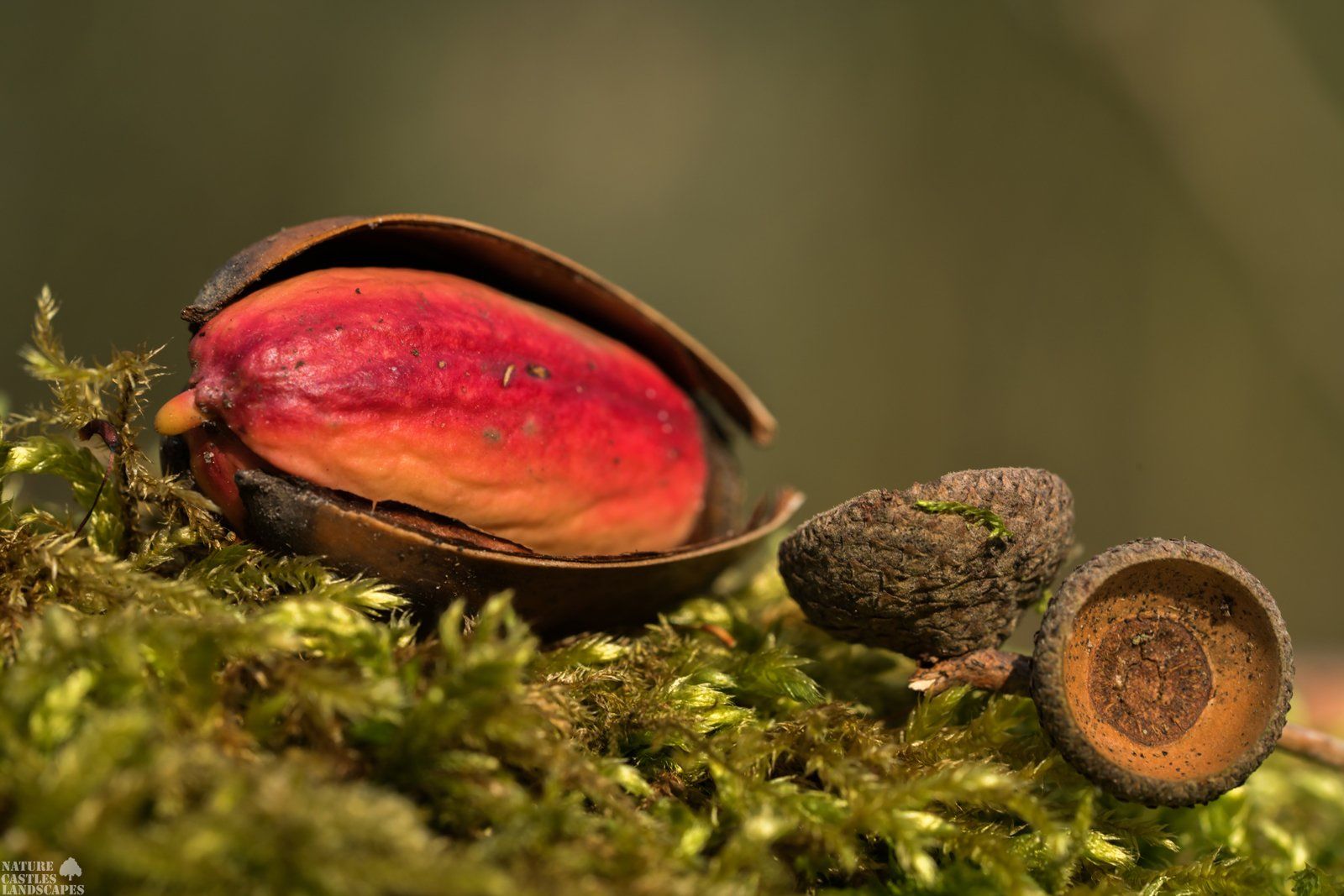Picture from a acorn in he forest