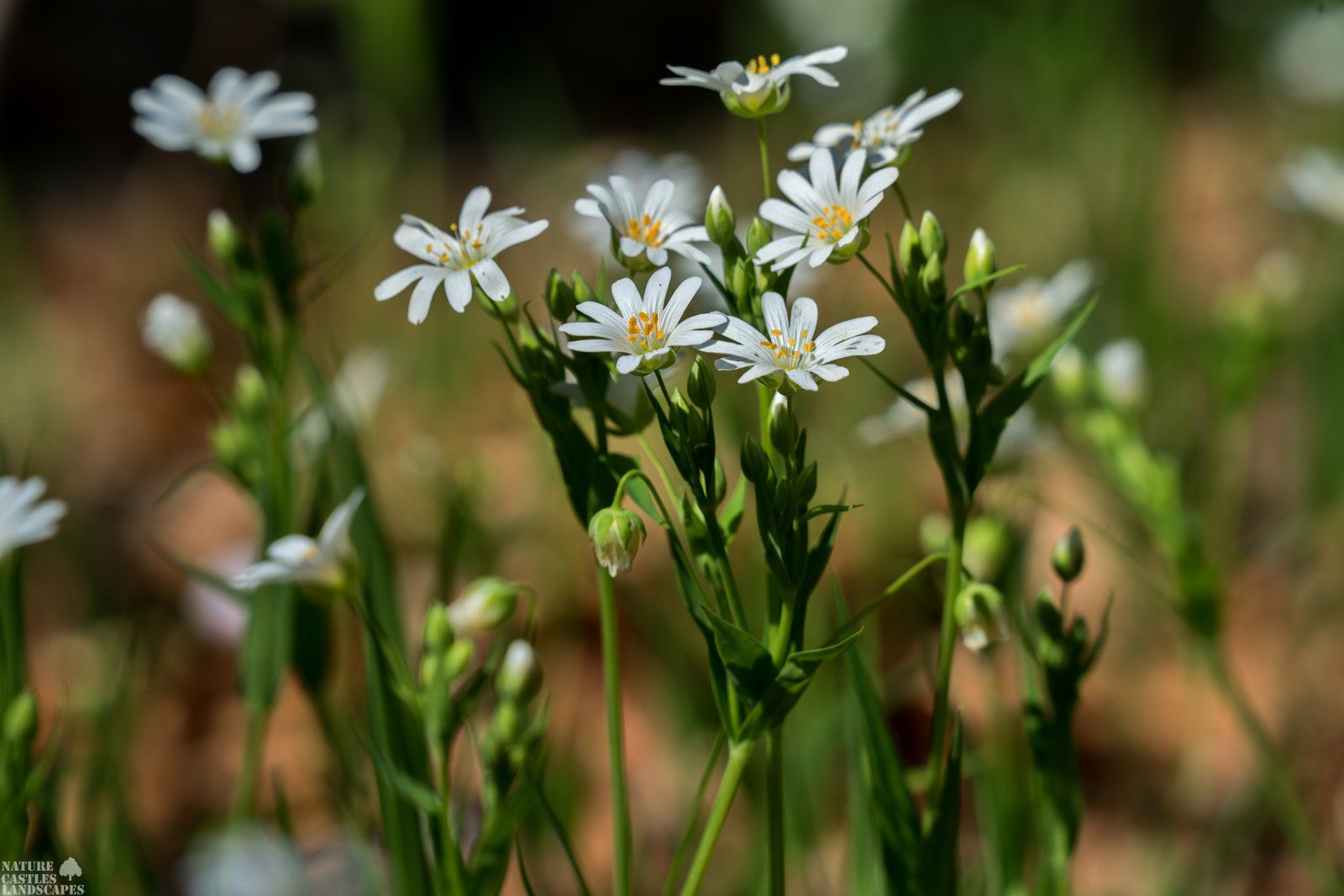 Picture from a Rabelera holostea