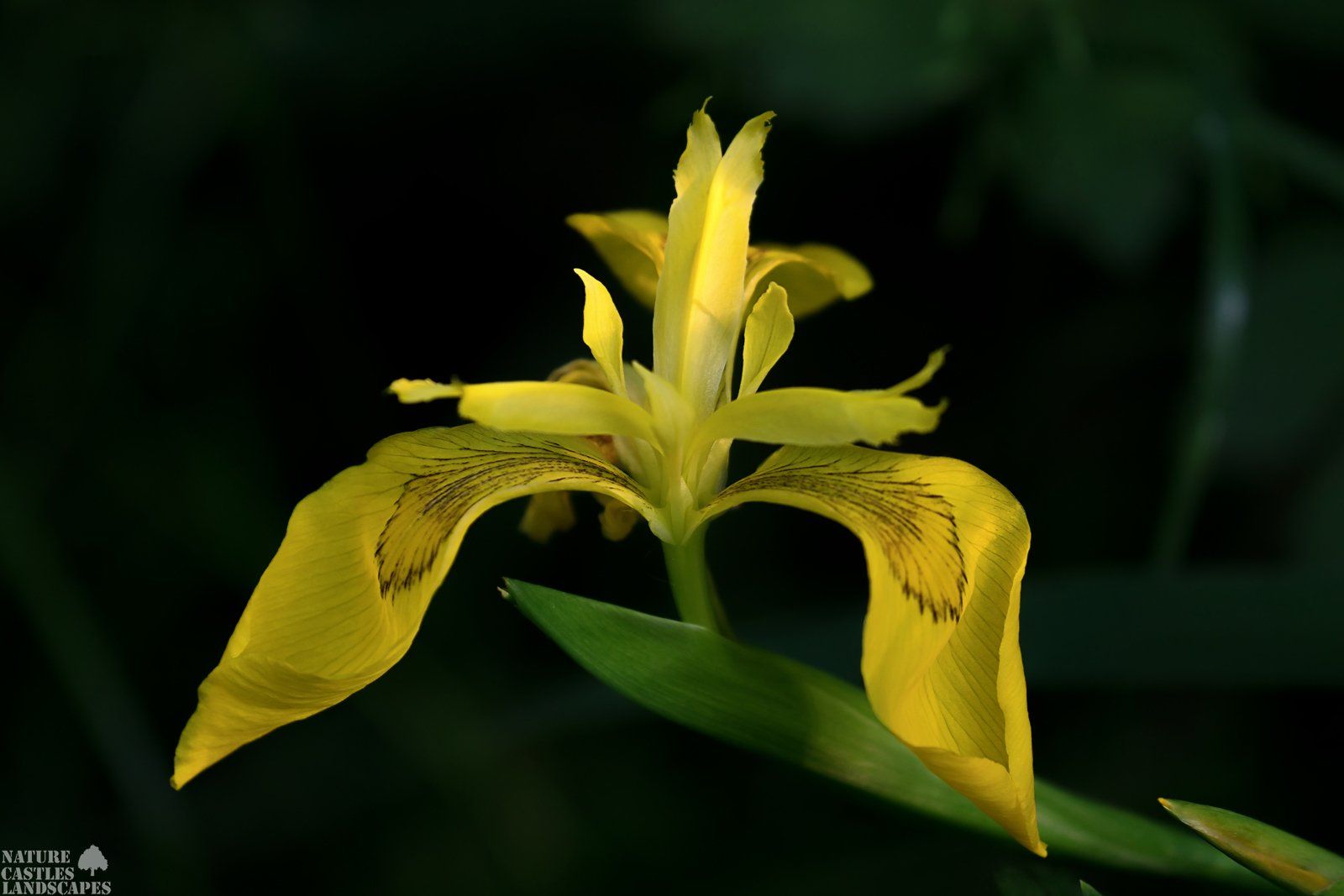 yellow iris at a small forest stream