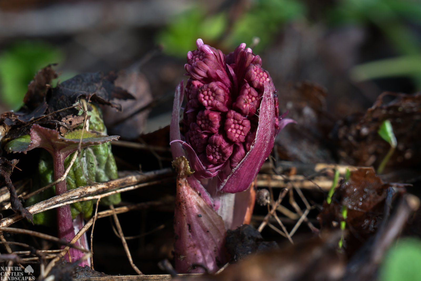 very young Petasites hybridus