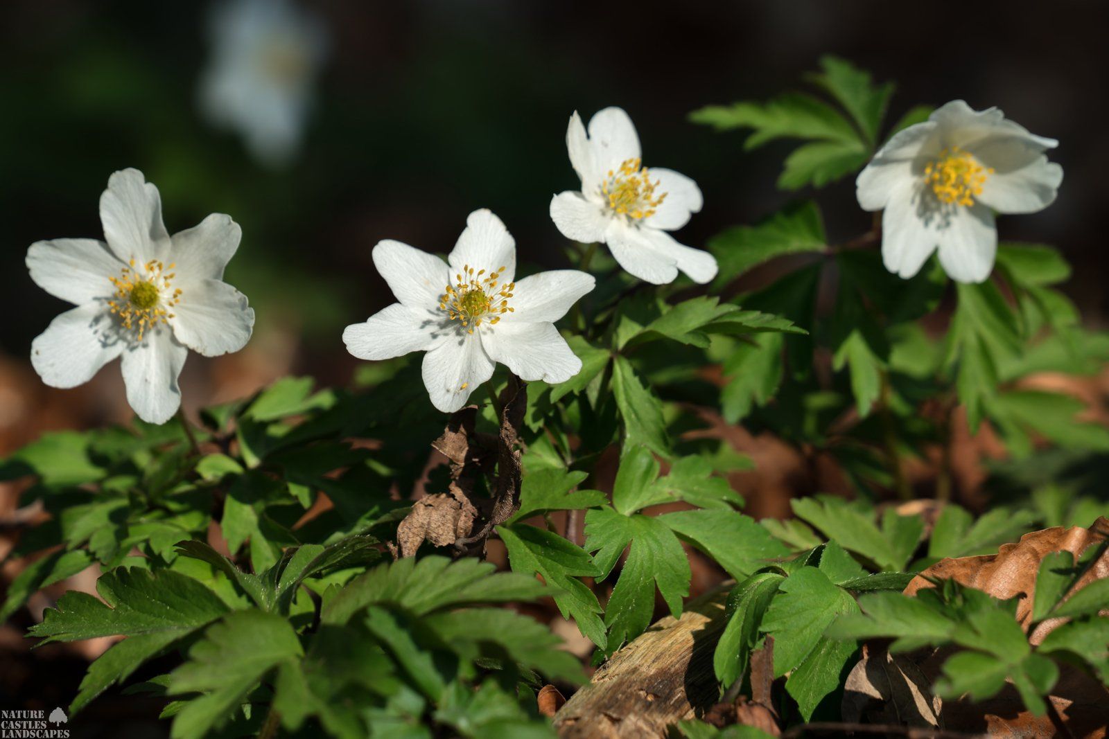 Forest flowers Anemone nemorosa