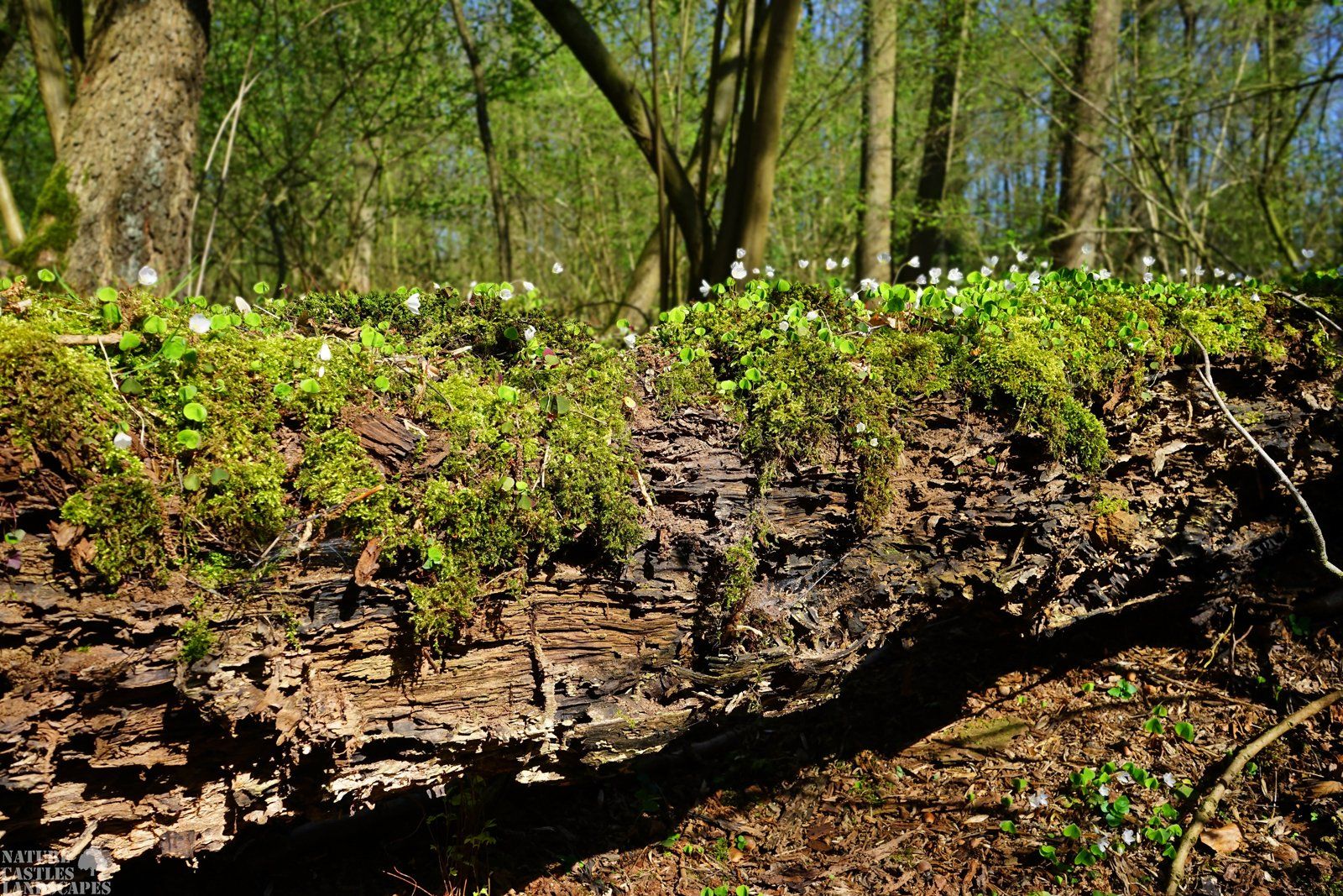 the green bridge in the wood