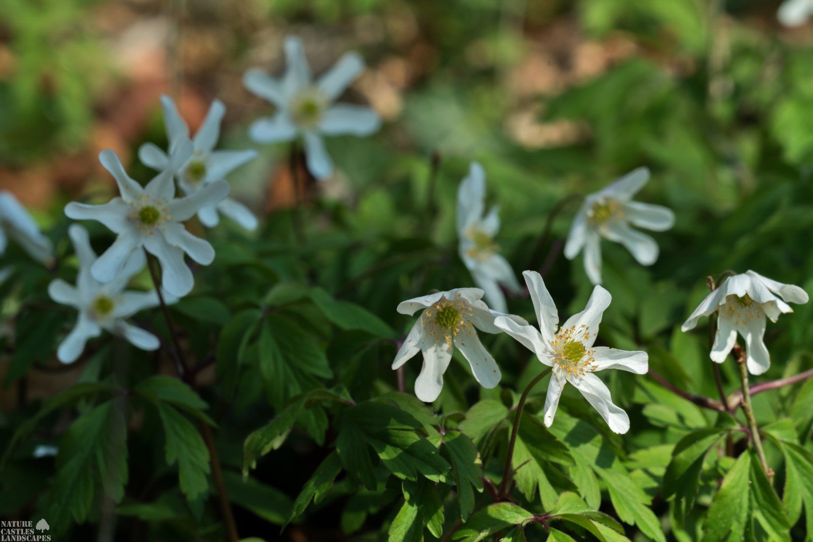 Anemone nemorosa at springtime