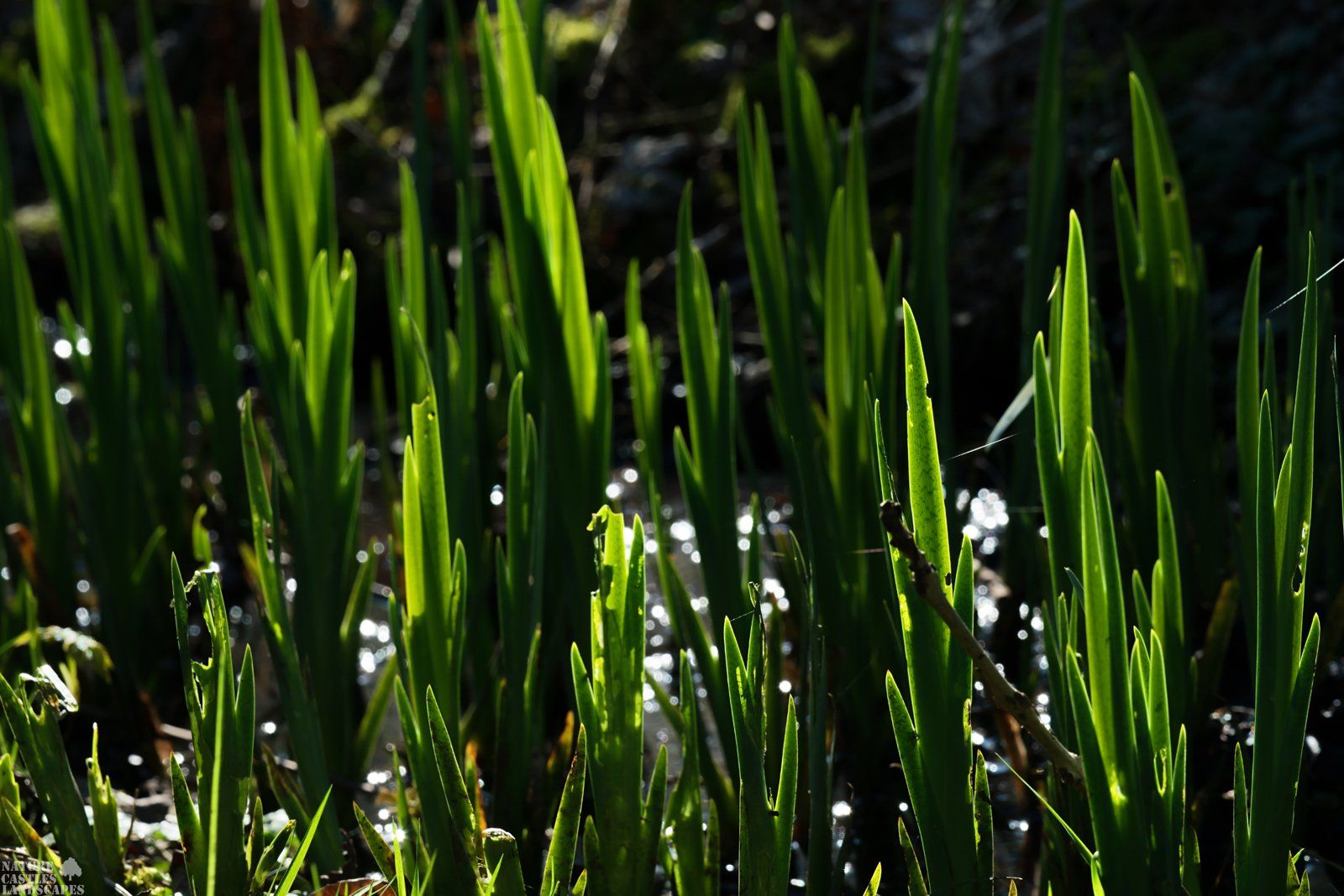 leaves of the yellow iris in the light