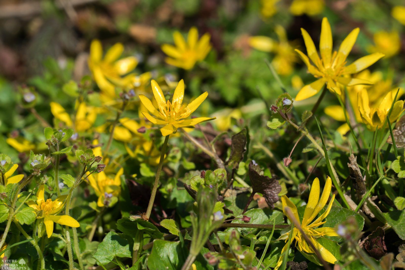 Forest flowers pilewort