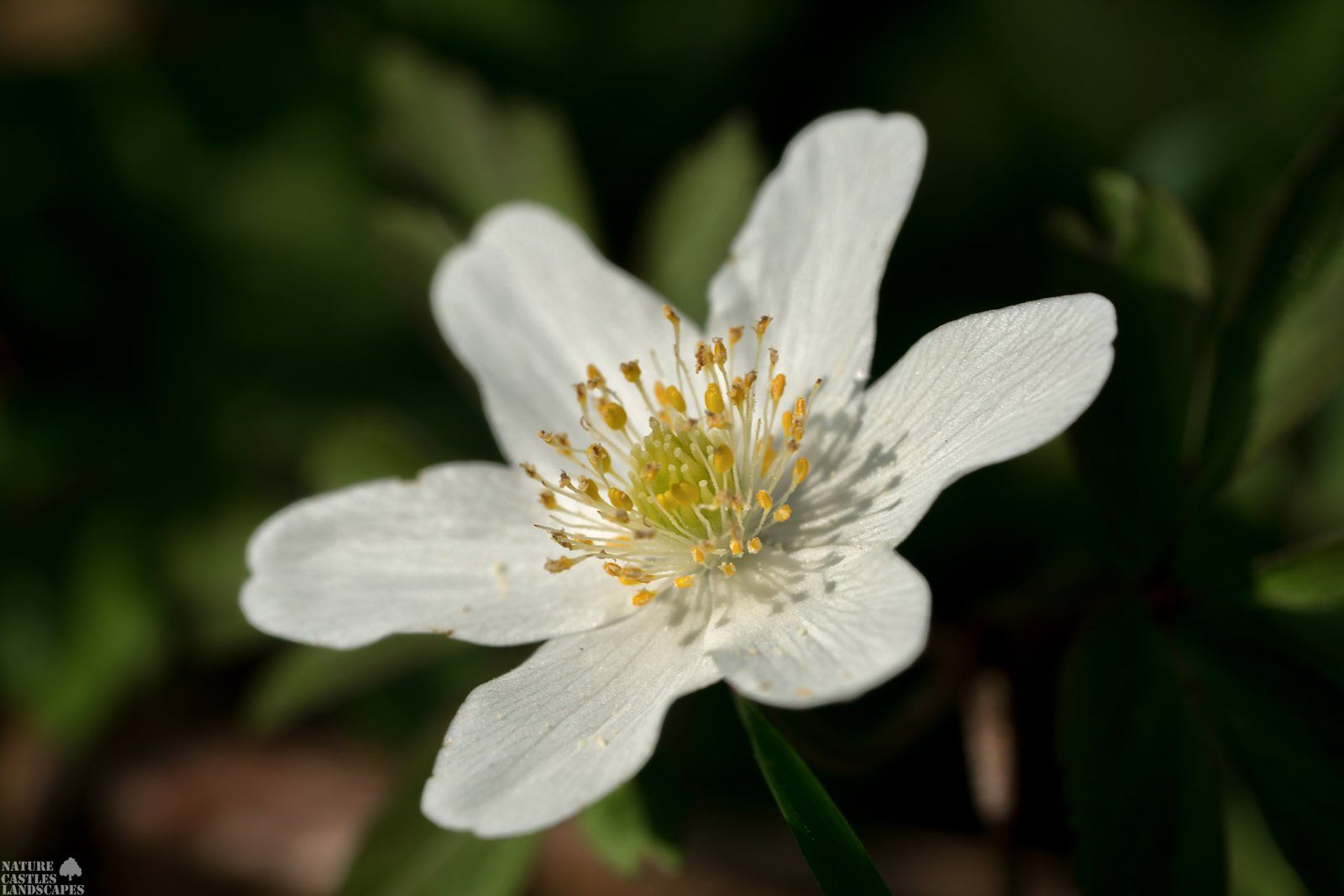 Forest flowers Anemone nemorosa macro