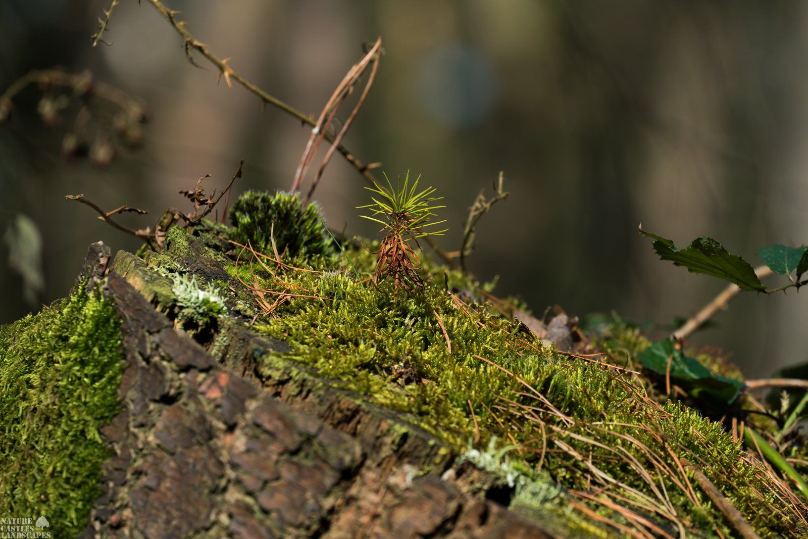 Picture from a stump in the wood