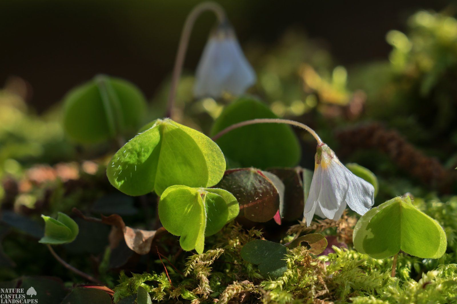 forest flowers Oxalis