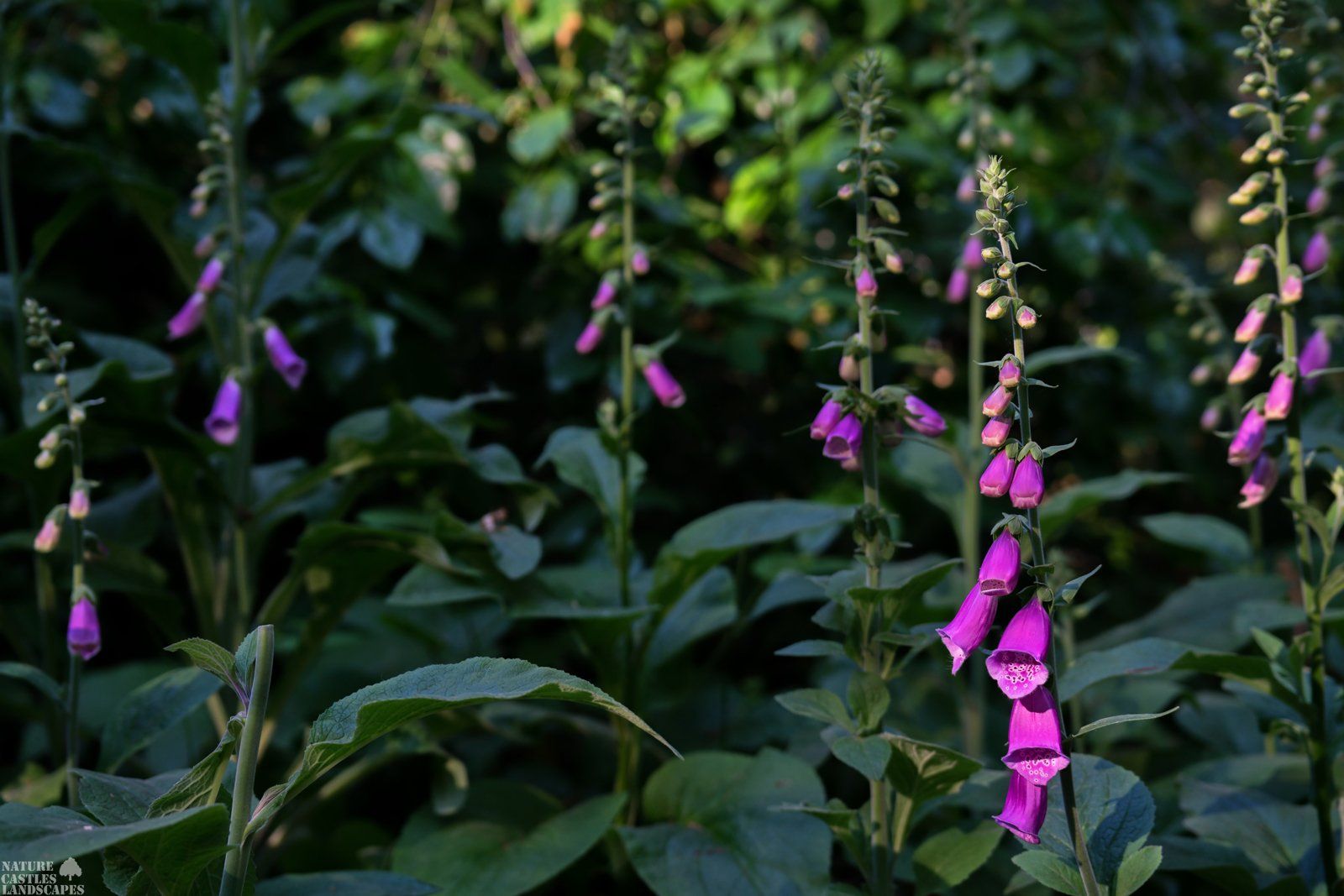 forest flowers common foxglove