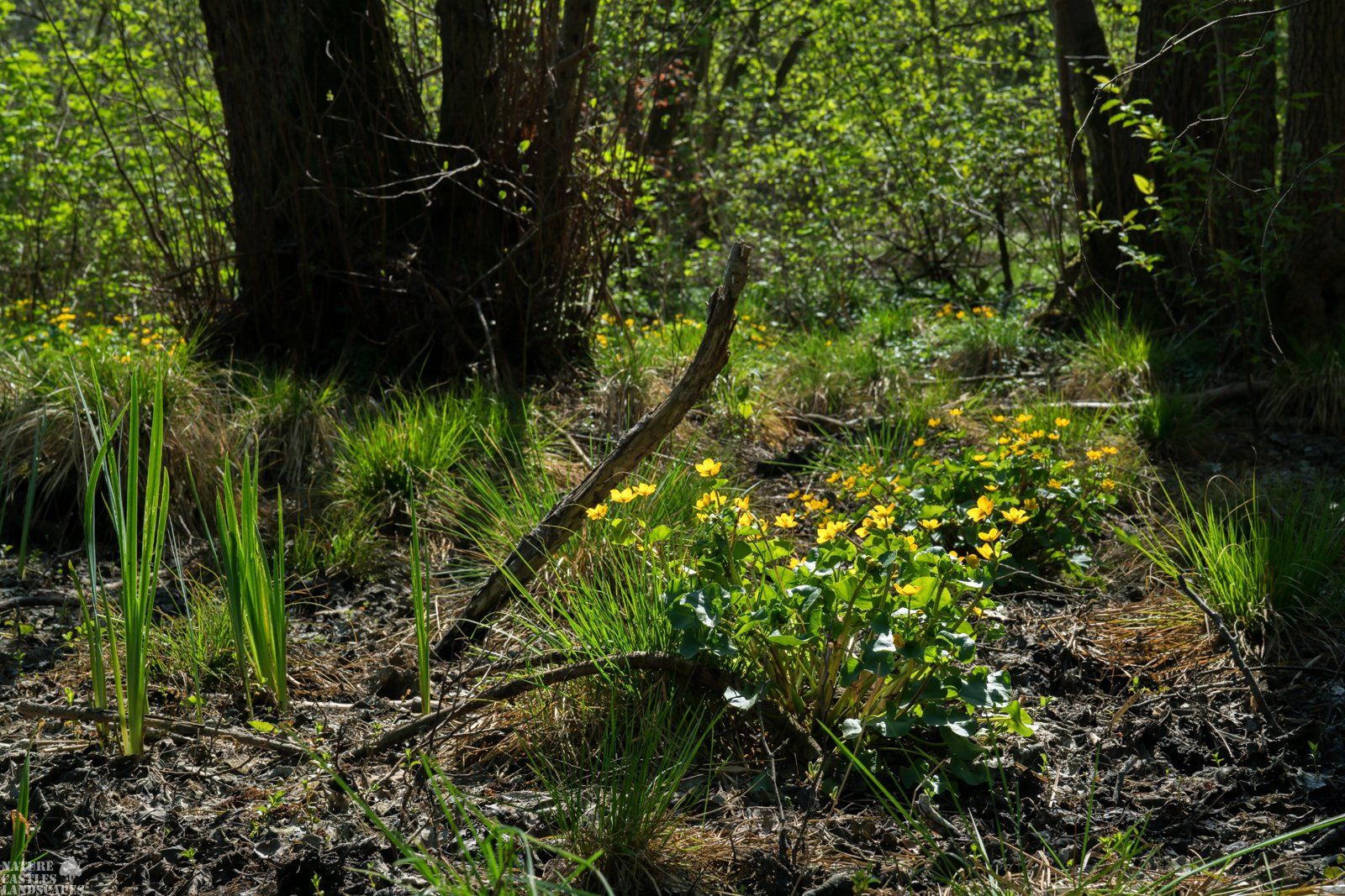 plants in the floodplain forest