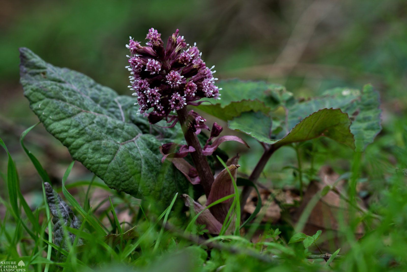 Butterbur in the floodplain forest