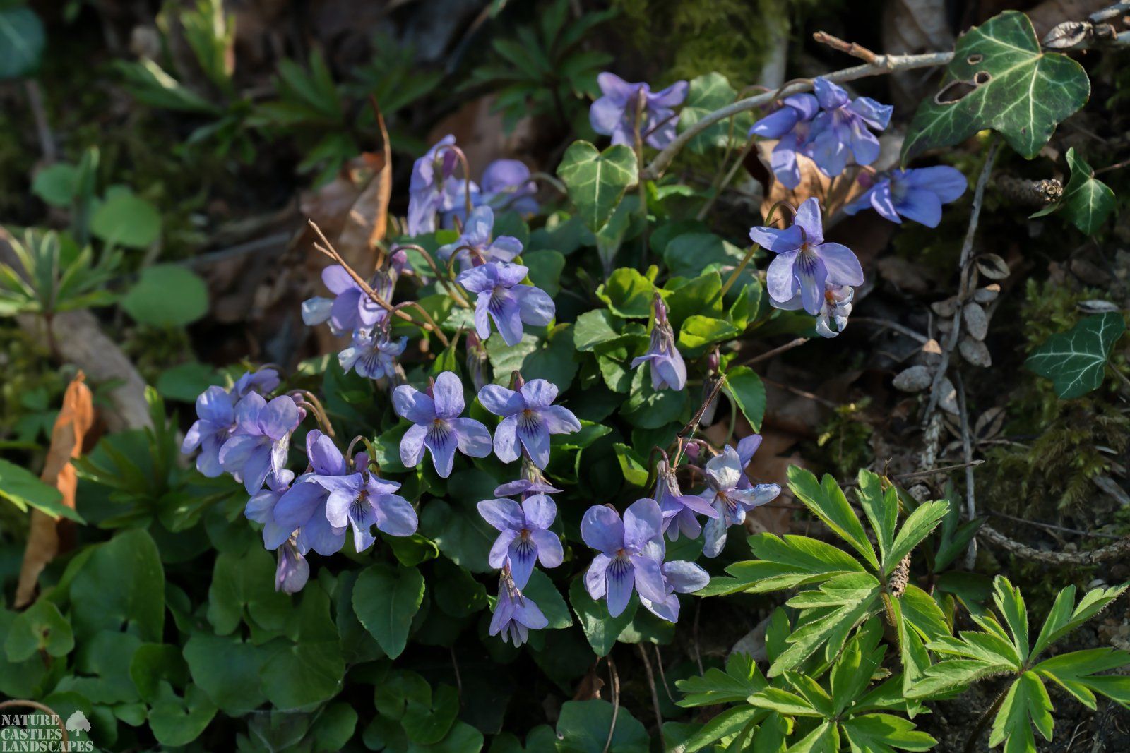 Forest flowers Viola reichenbachiana