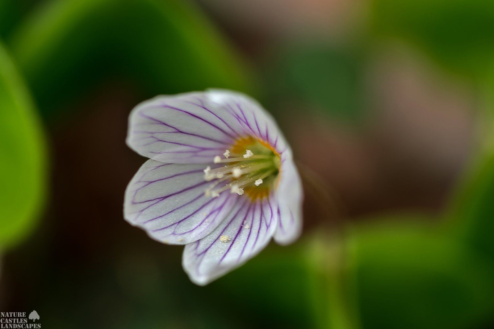forest flower macro Oxalis