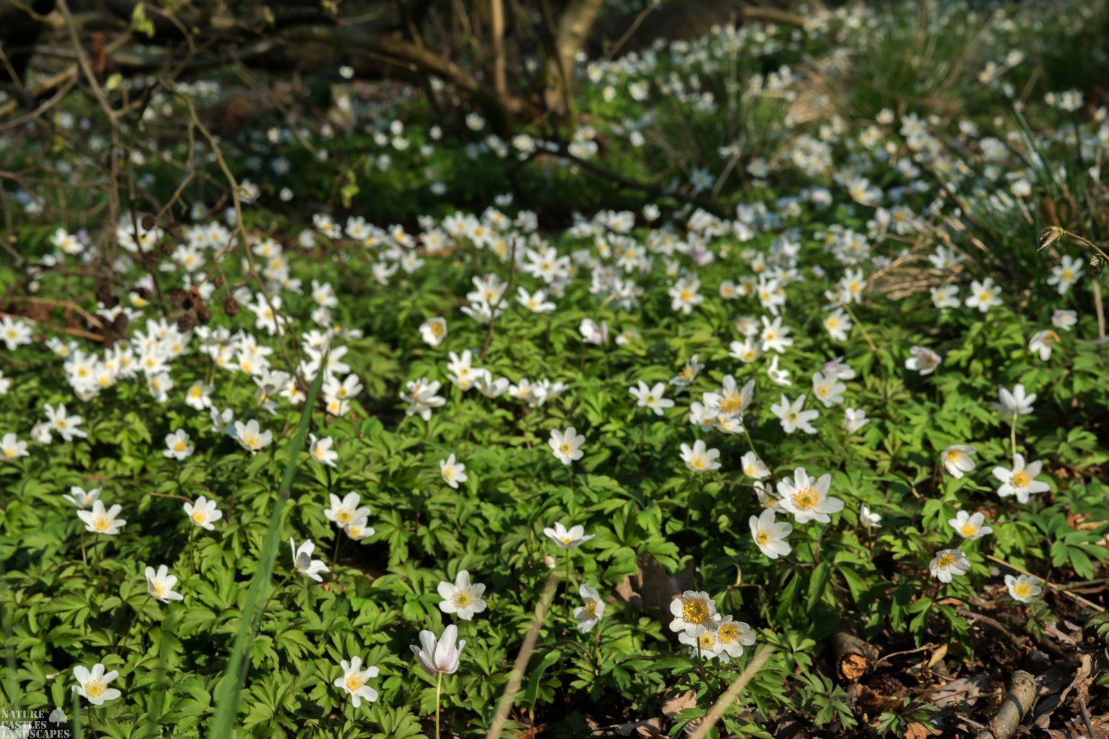 forest flower windflower