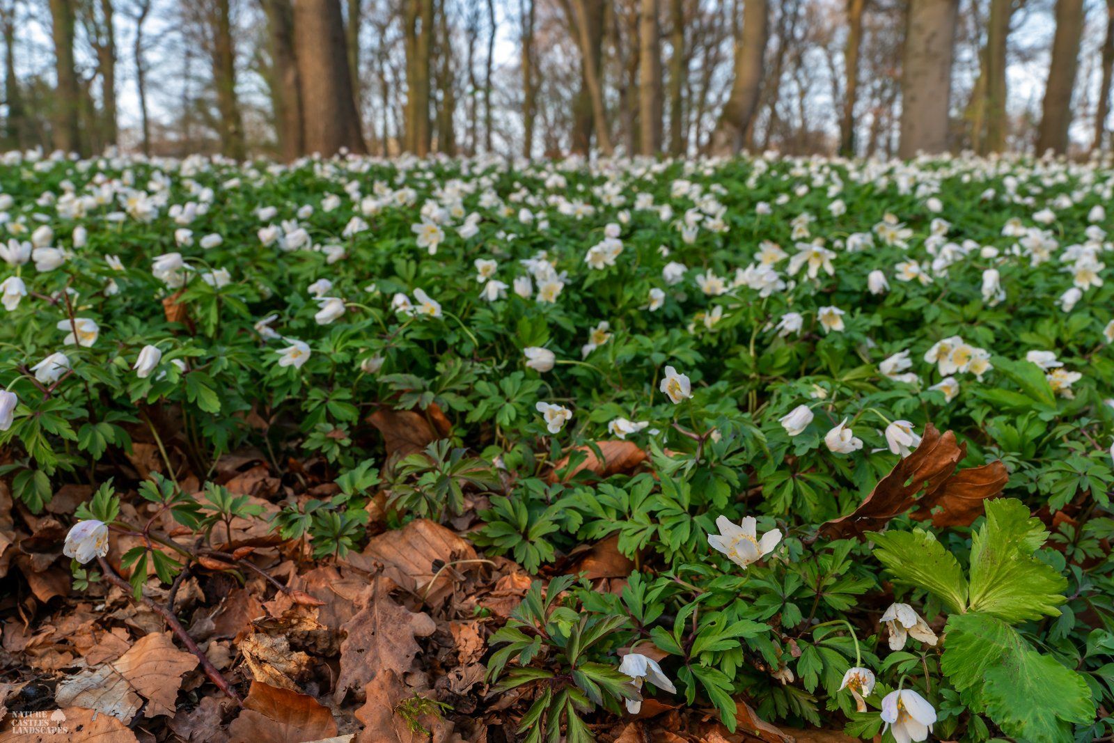 forest flower windflower at springtime