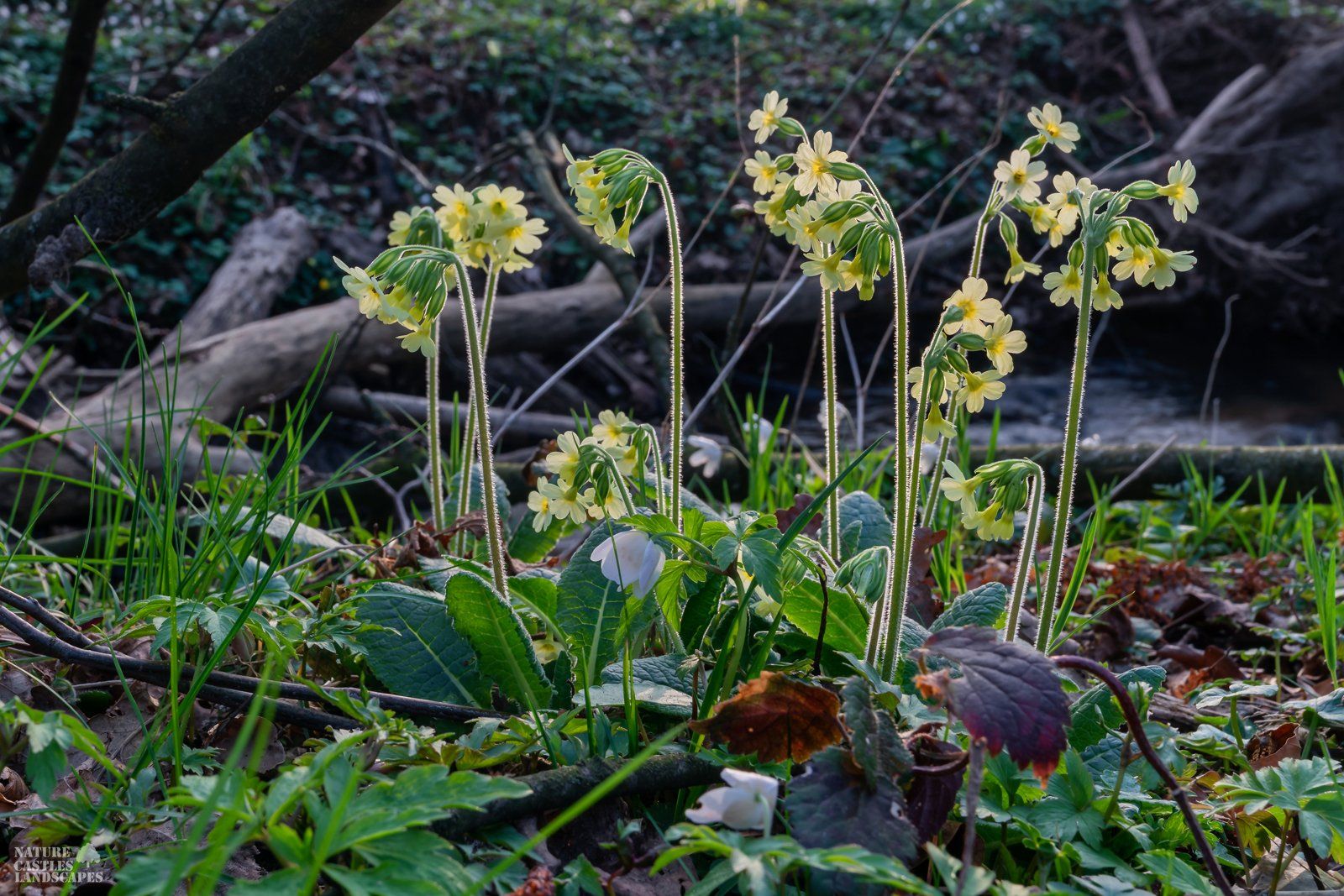 cowslip primrose at springtime