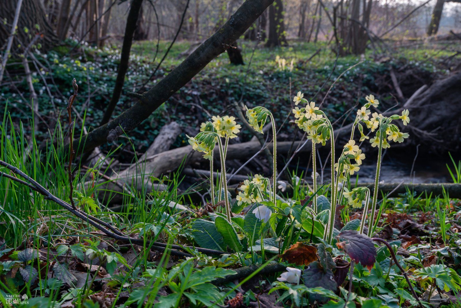cowslip primrose at the little creek