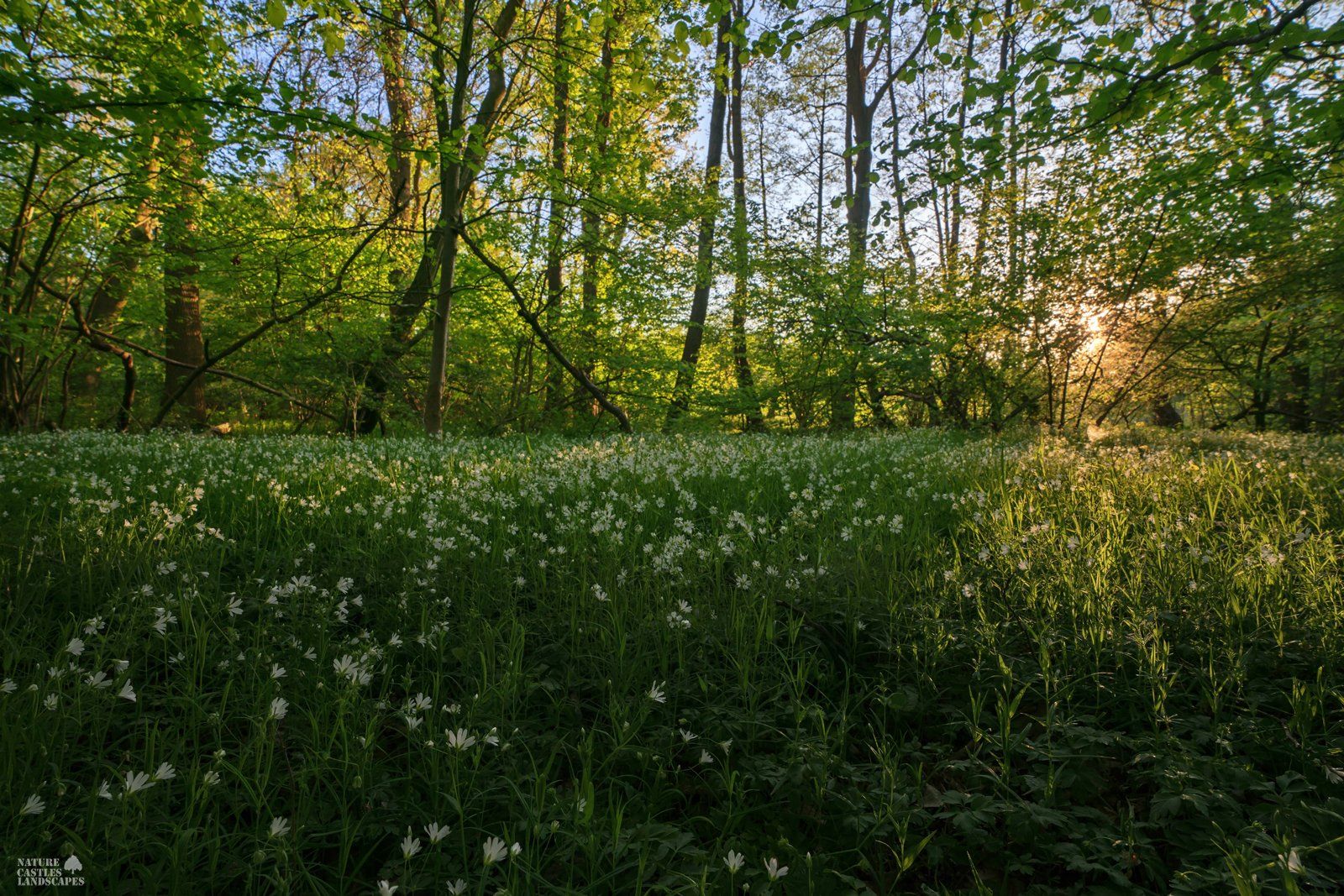 Grosse Sternmiere auf einer Lichtung