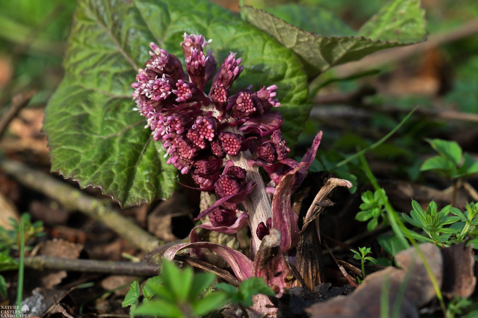 Forest flowers Petasites hybridus