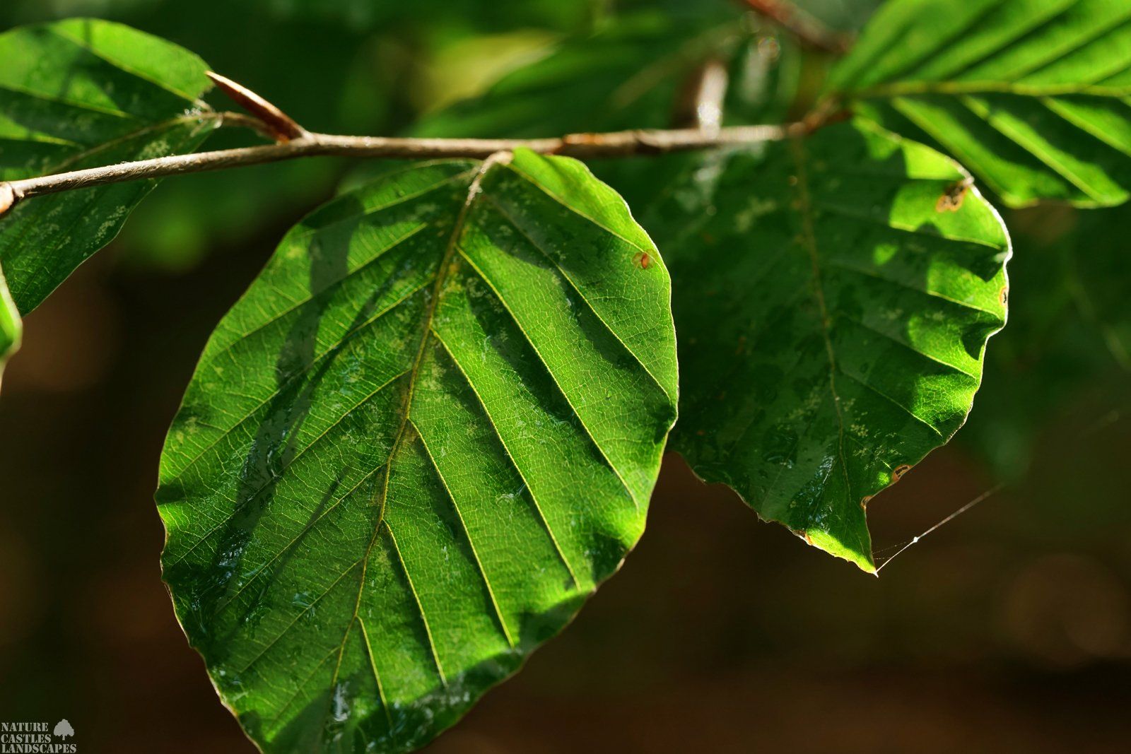 Springtime in the Beech forest