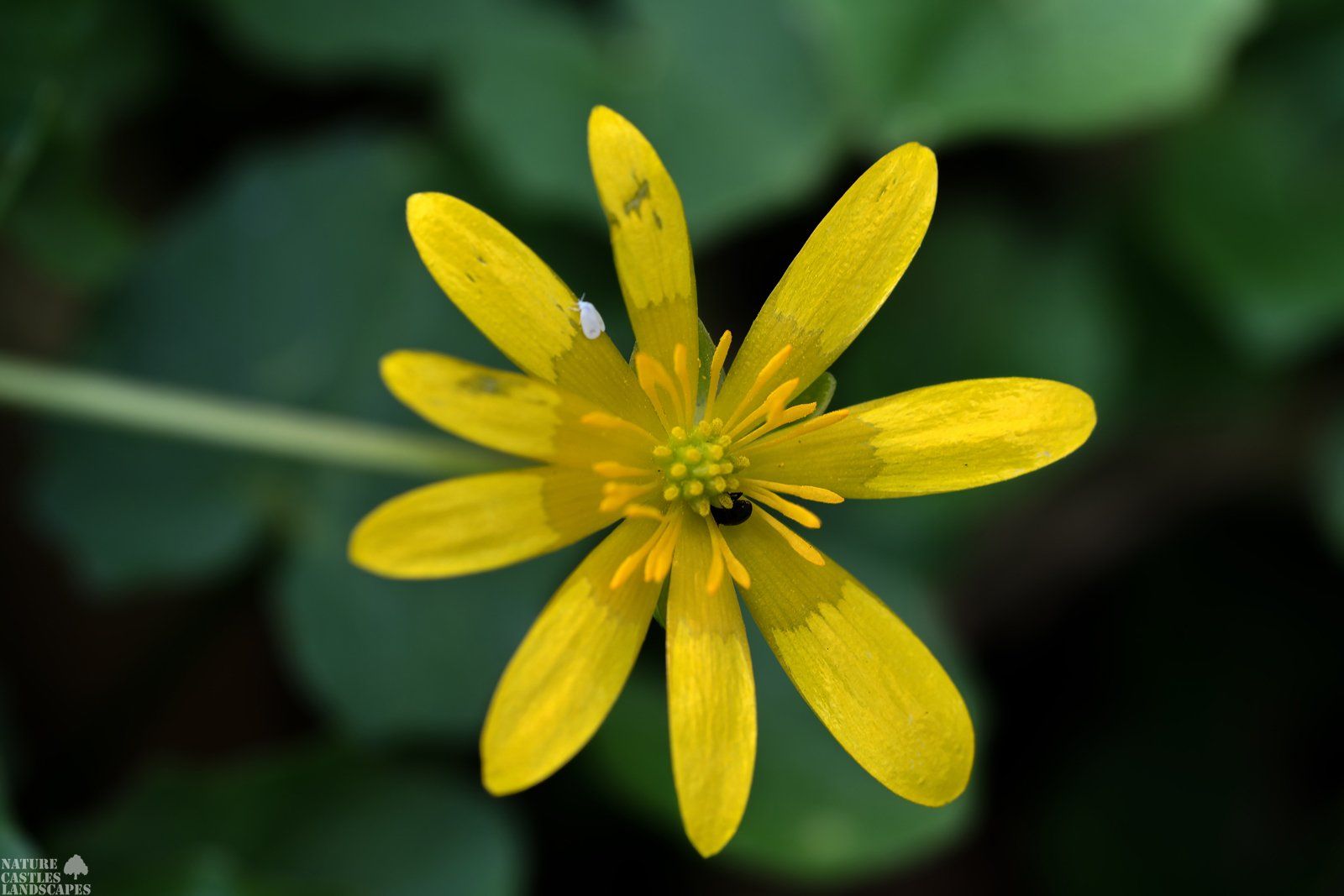 Forest flowers Ficaria verna