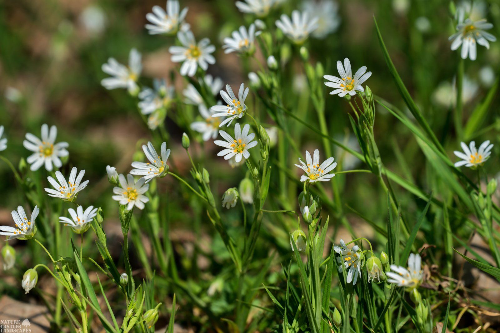 Forest flowers Rabelera holostea