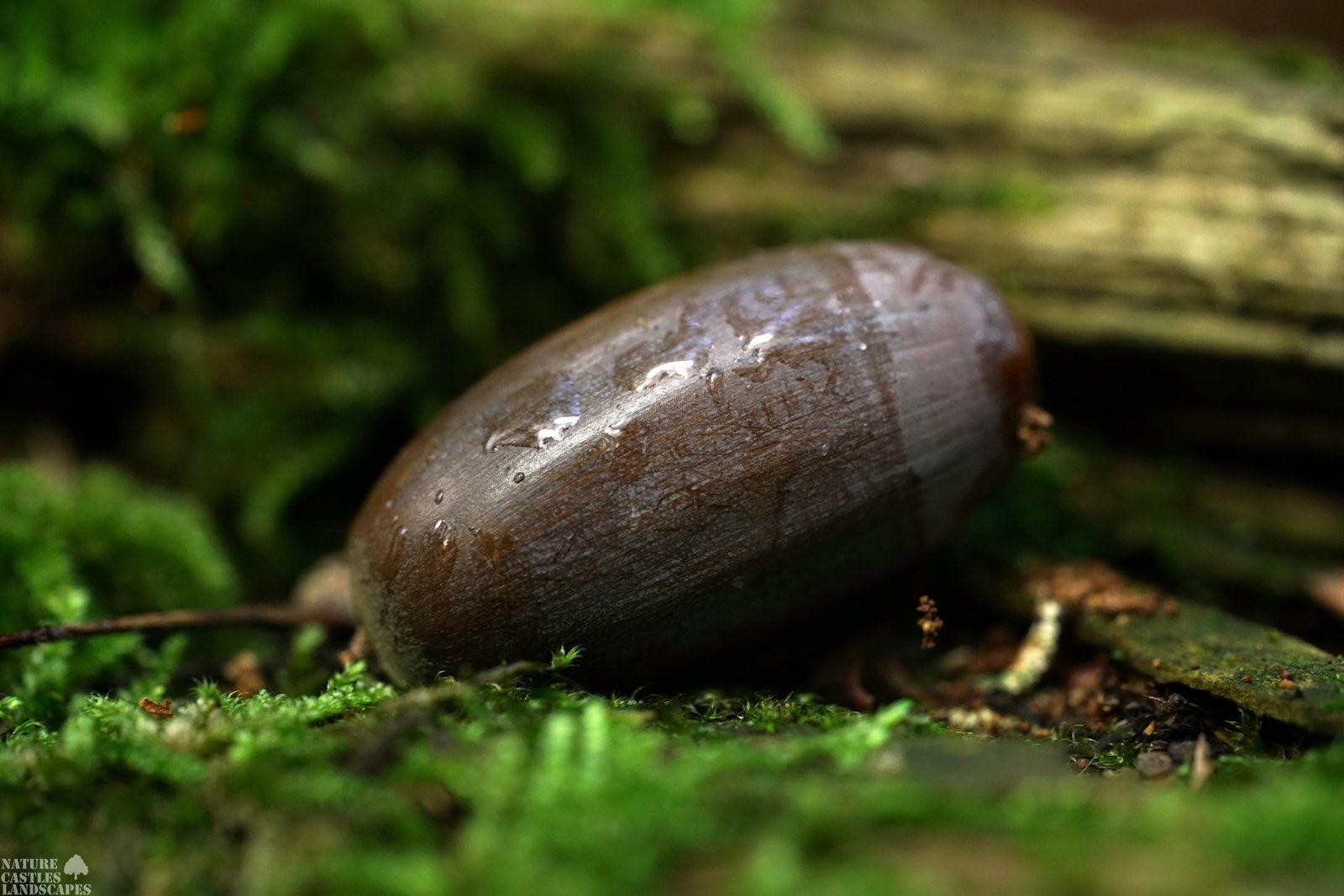 Fruit of an oak