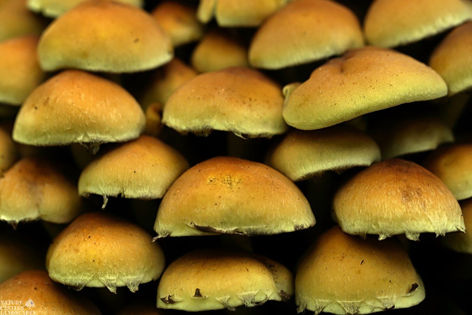 mushrooms very close together