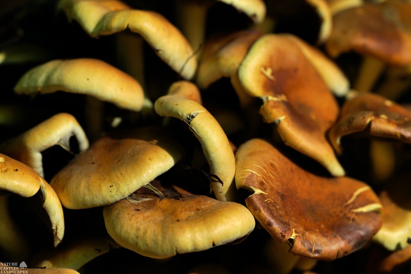 mushroom near mushroom