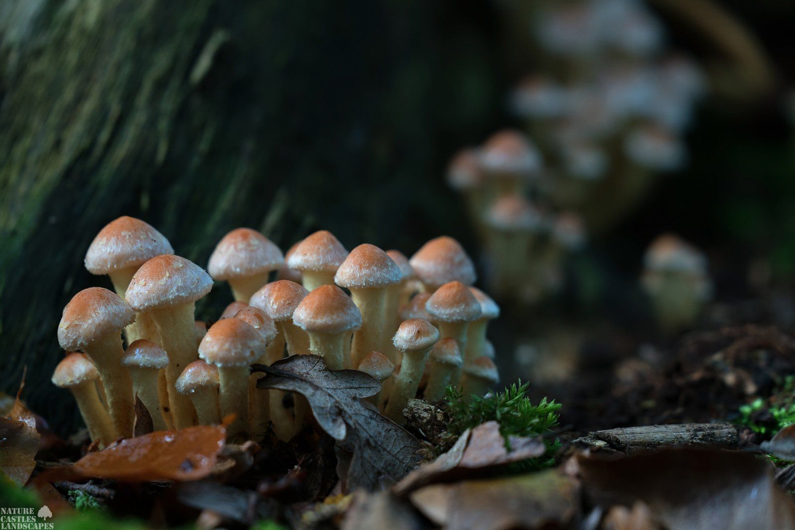 mushroom in a line