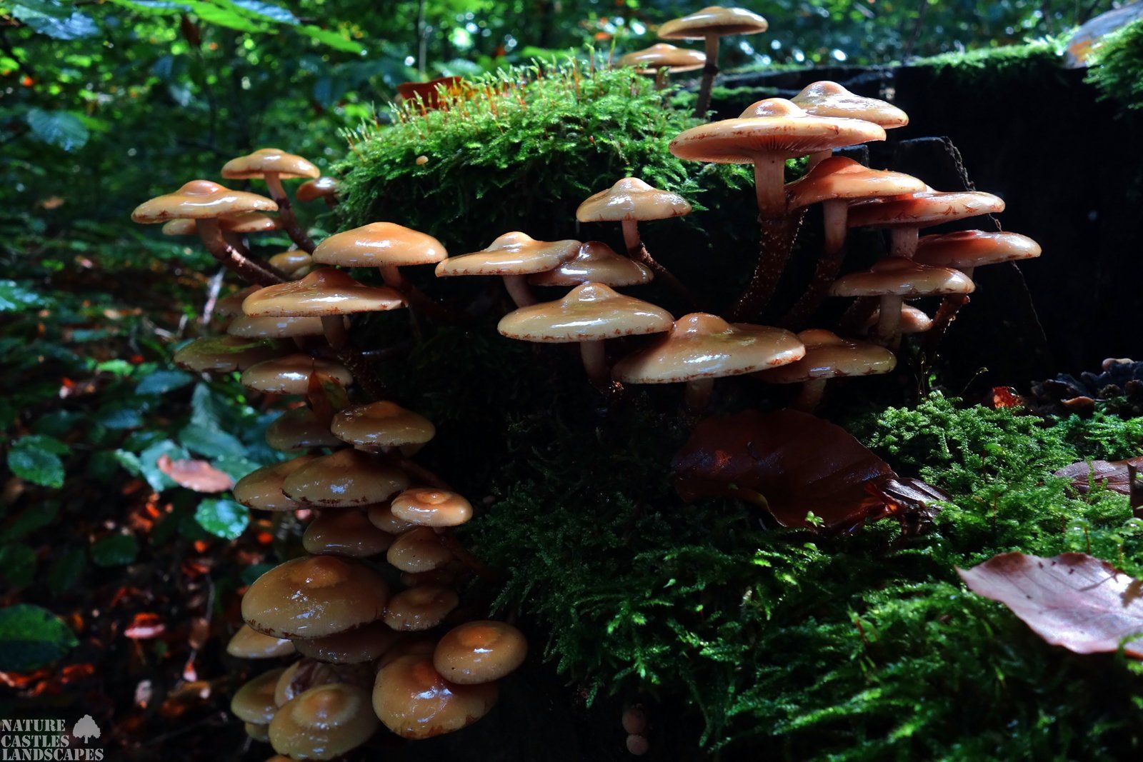 wet mushrooms in the forest