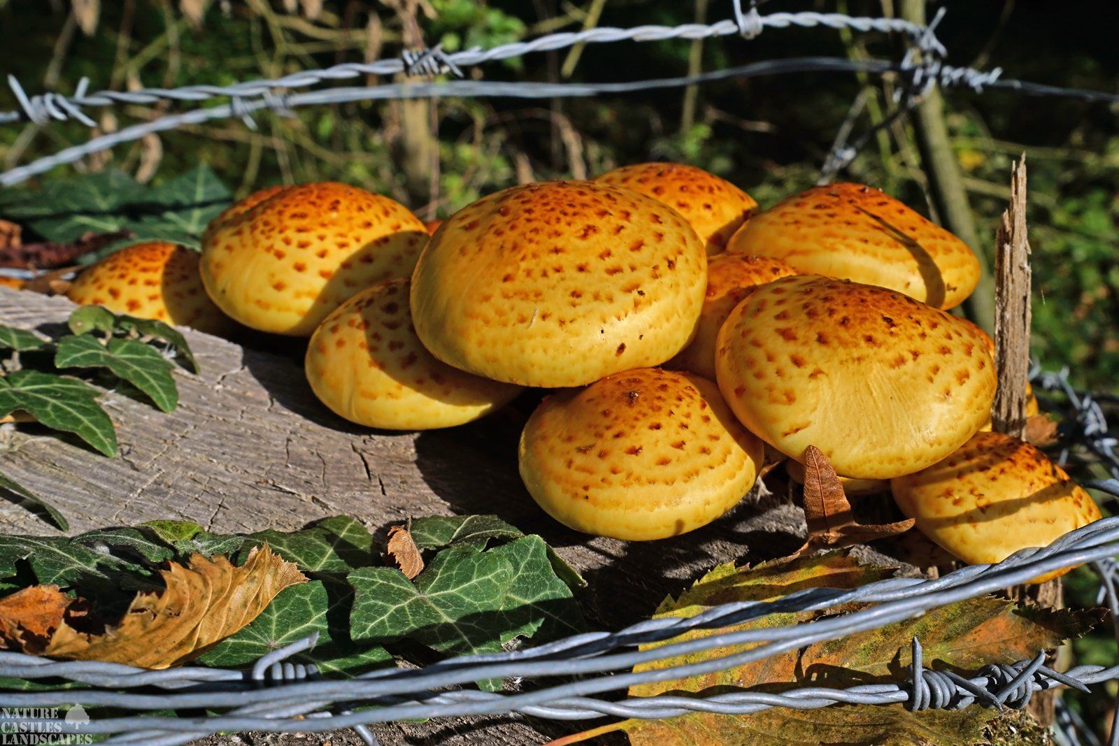 golden mushrooms on a trunk