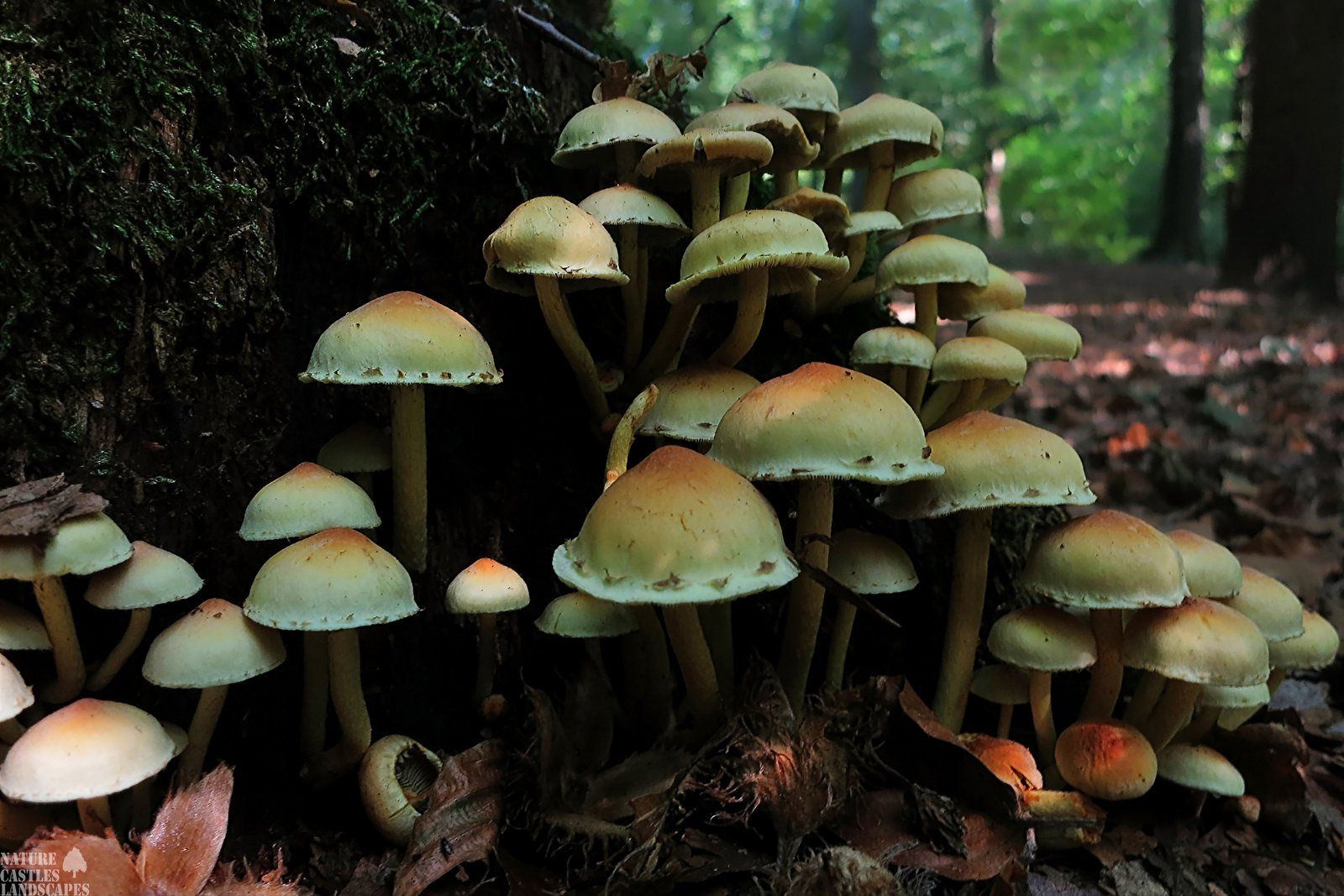 mushrooms at autumn