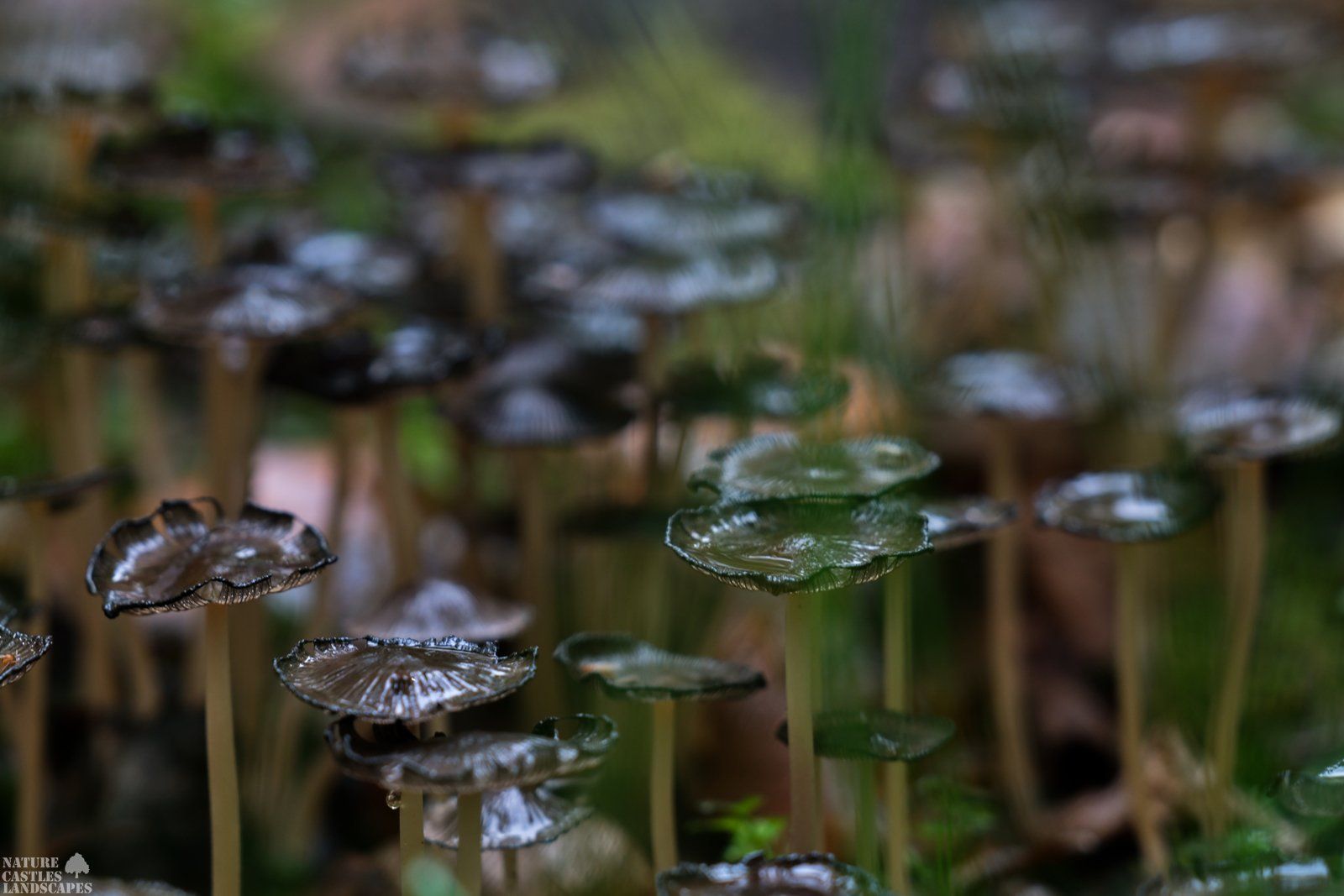 mushrooms in the rain
