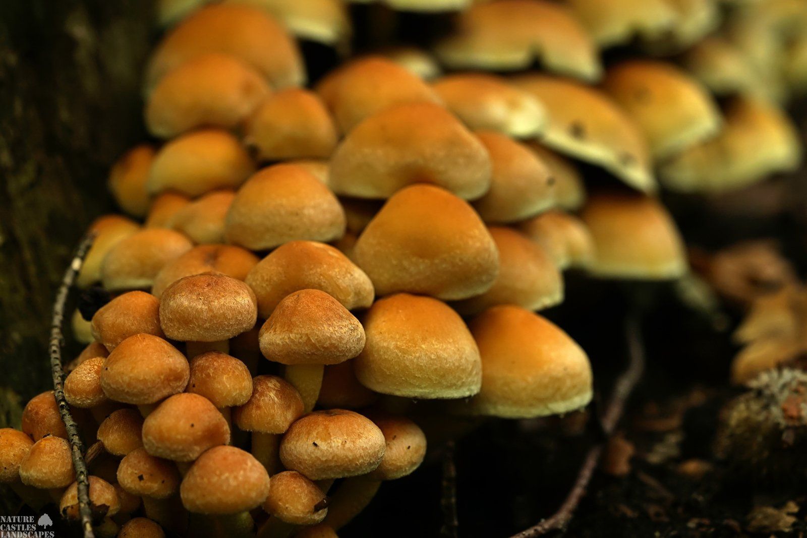 many mushrooms on a trunk