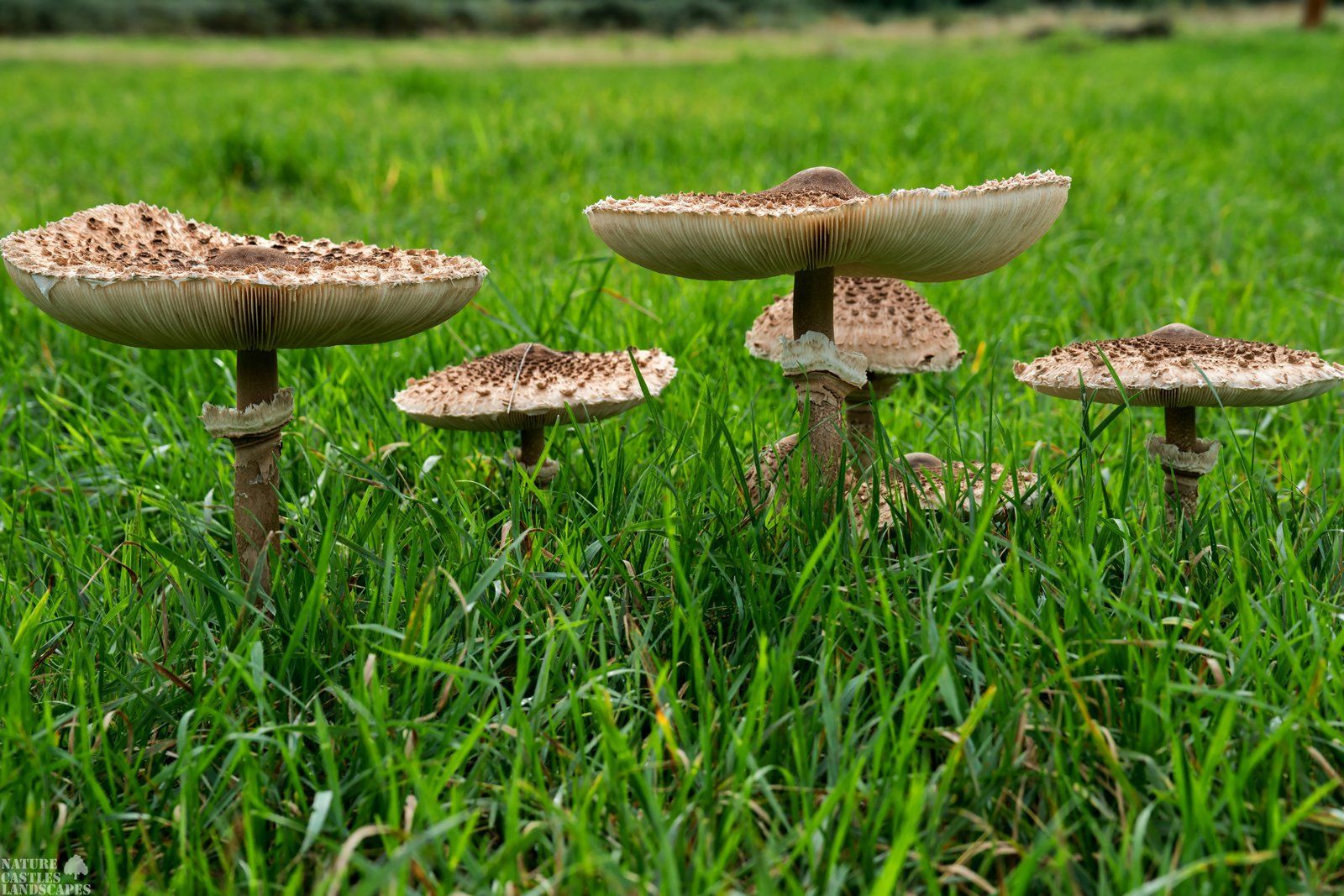 very lrge mushrooms