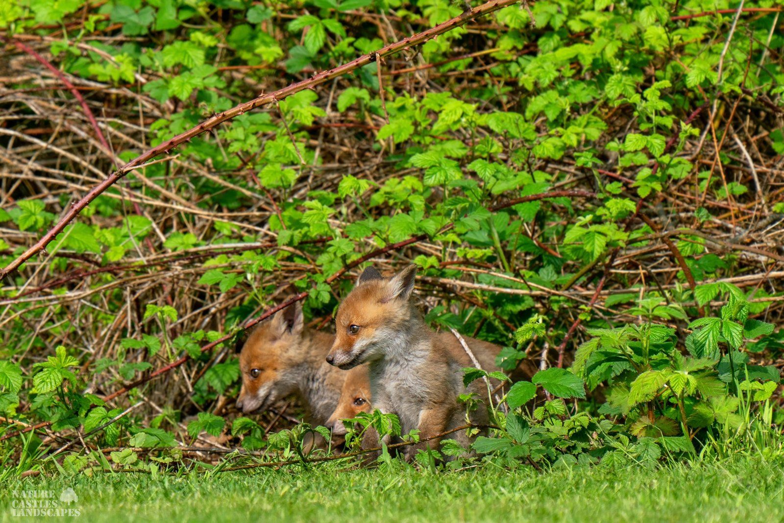 young foxes explore the world around