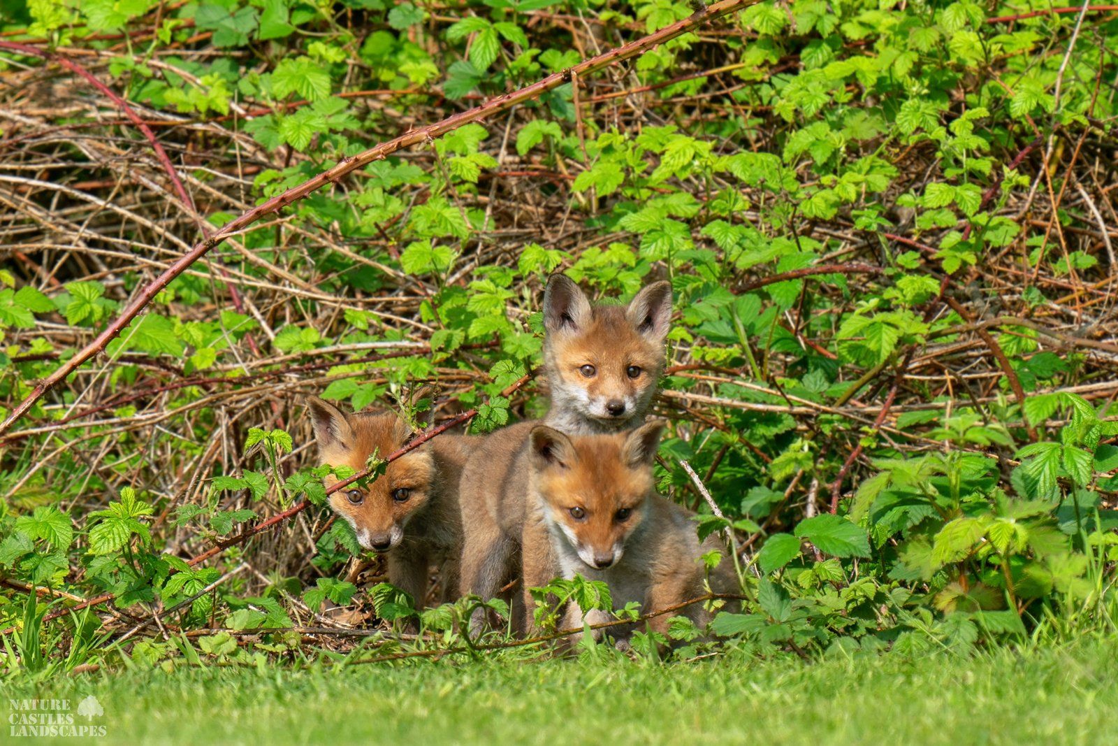 young foxes explore the world around and having fun