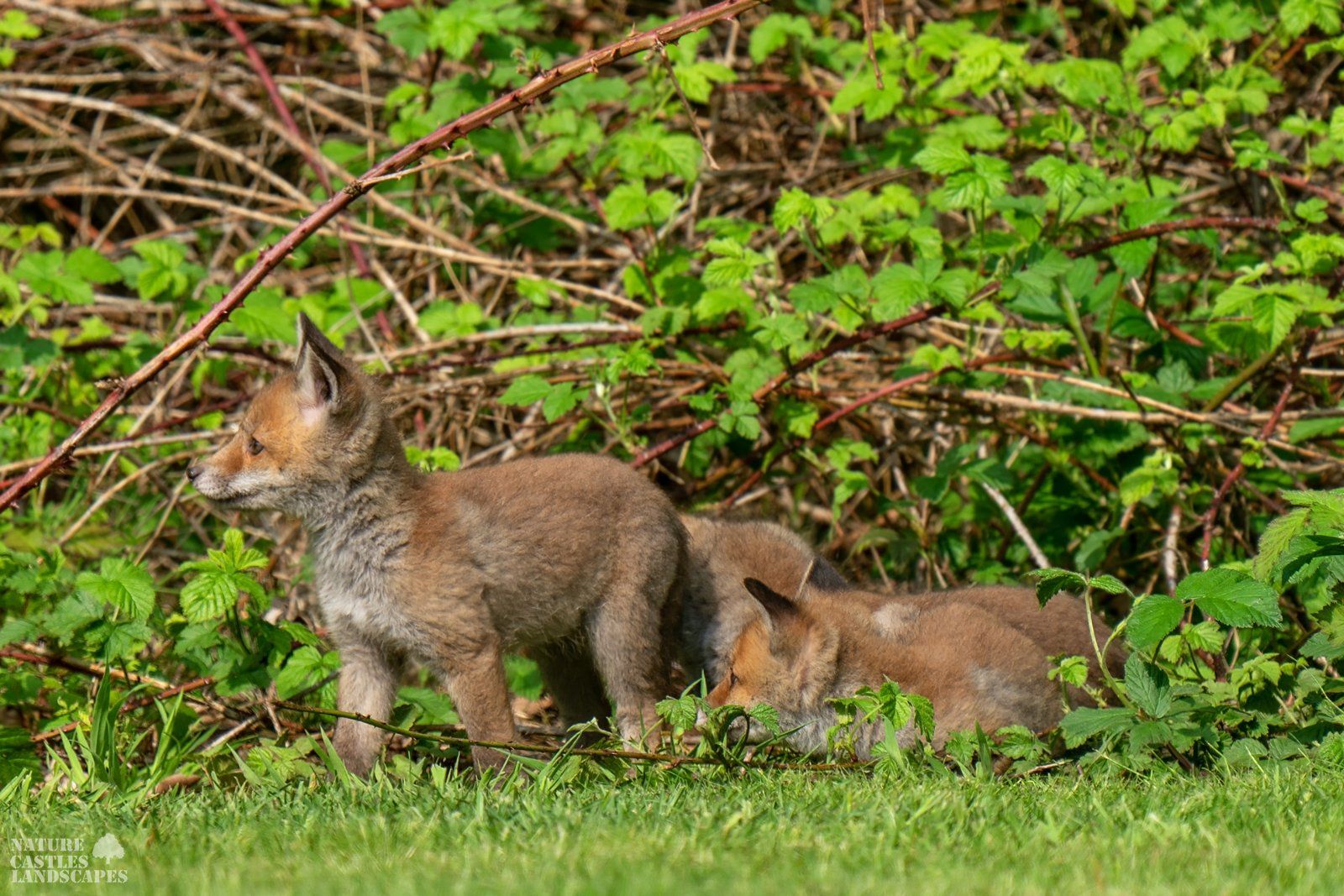 the young foxes are romping around