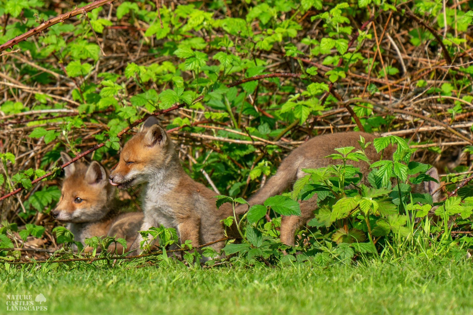 the young foxes are romping around and having fun