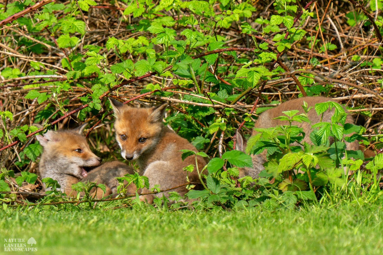 the young foxes having fun