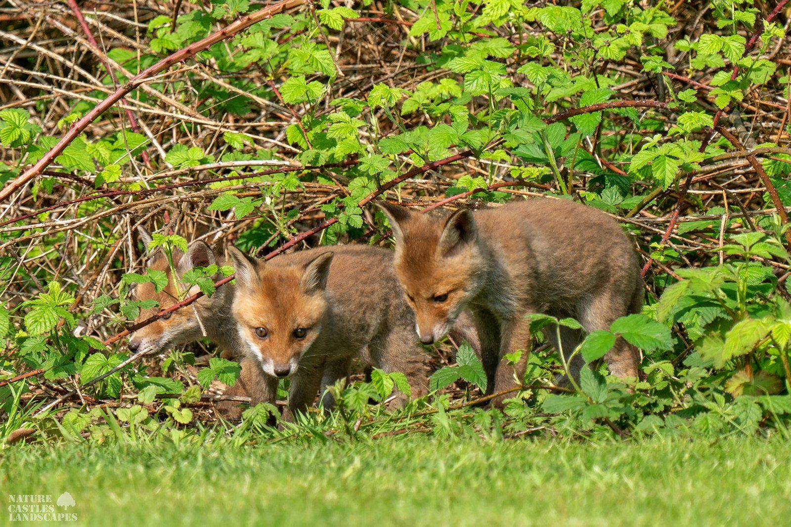 the young foxes having fun and explore the world