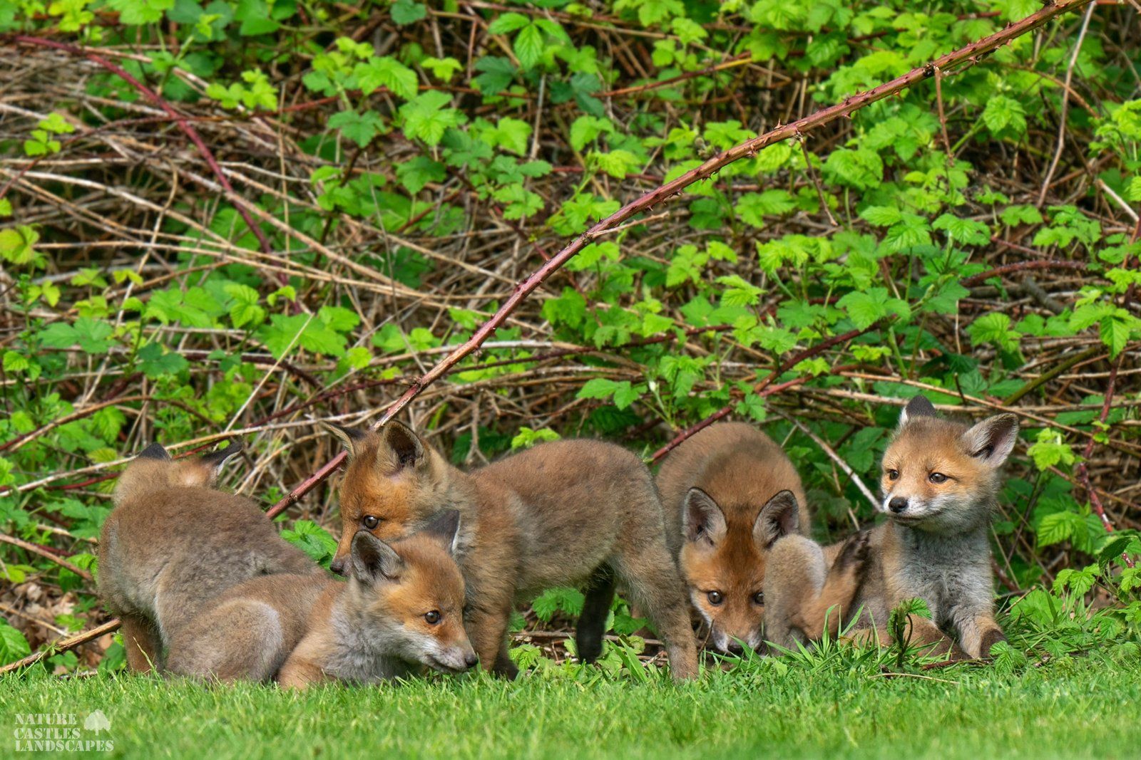 picture of playing young foxes in recklinghausen