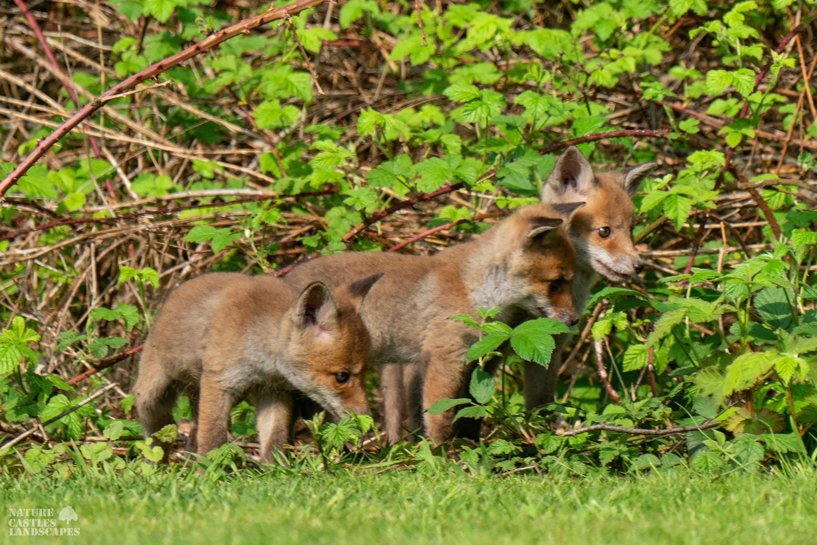 the young foxes are explore the forest clearing