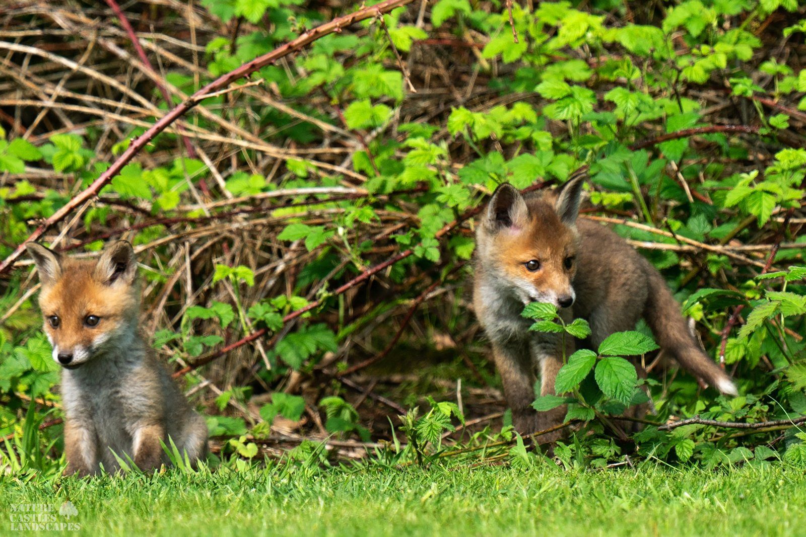 the young foxes are explore the sunny forest