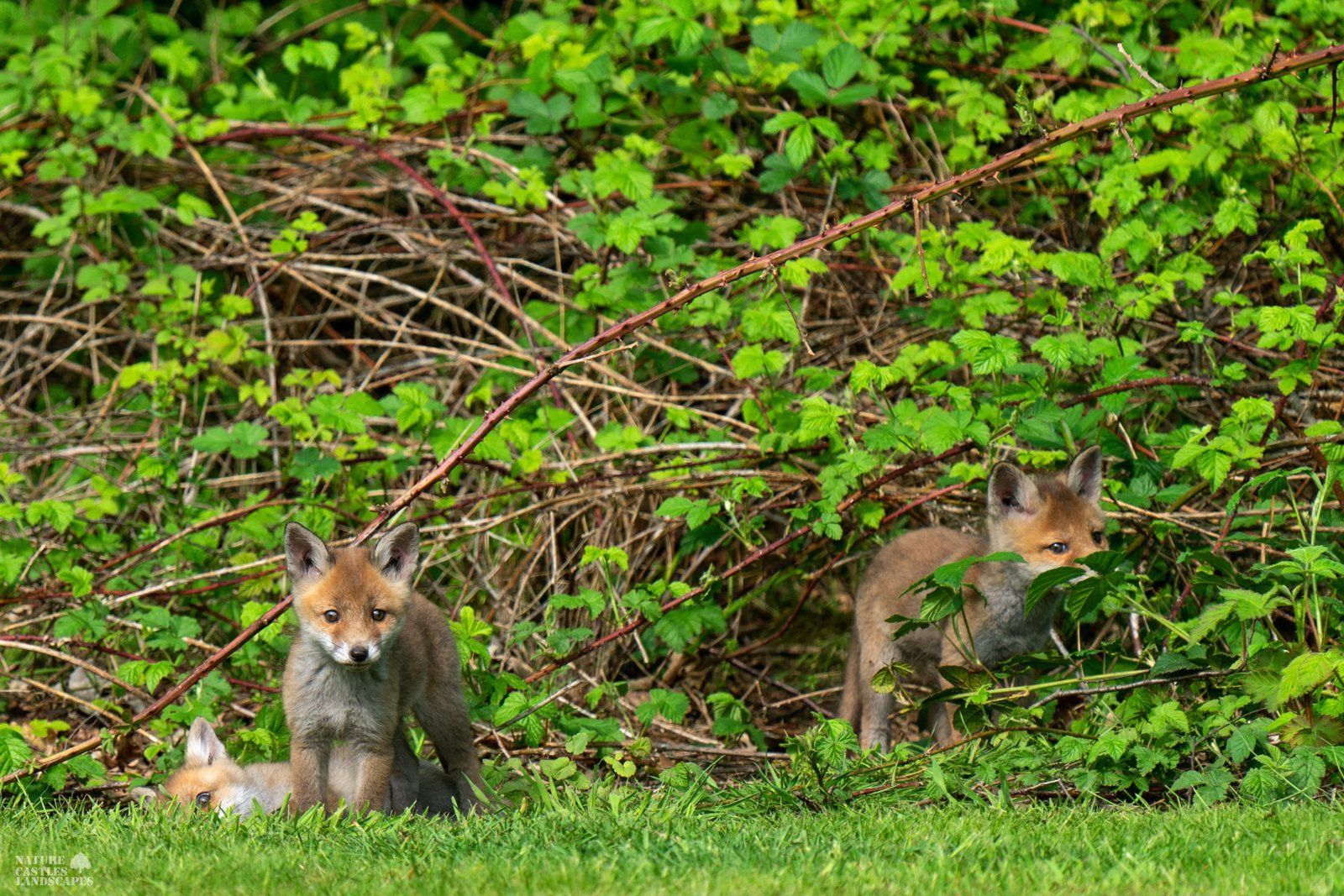 the fox cubs explore the world and having fun