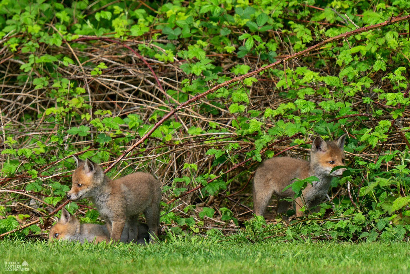 the fox cubs having fun