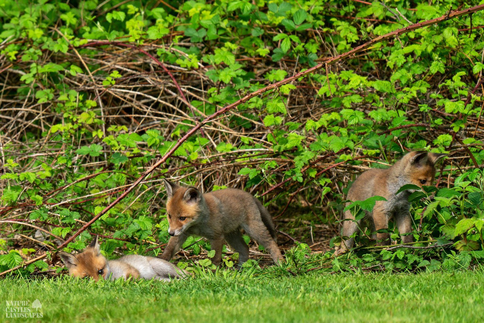 the fox cubs having fun in the sun