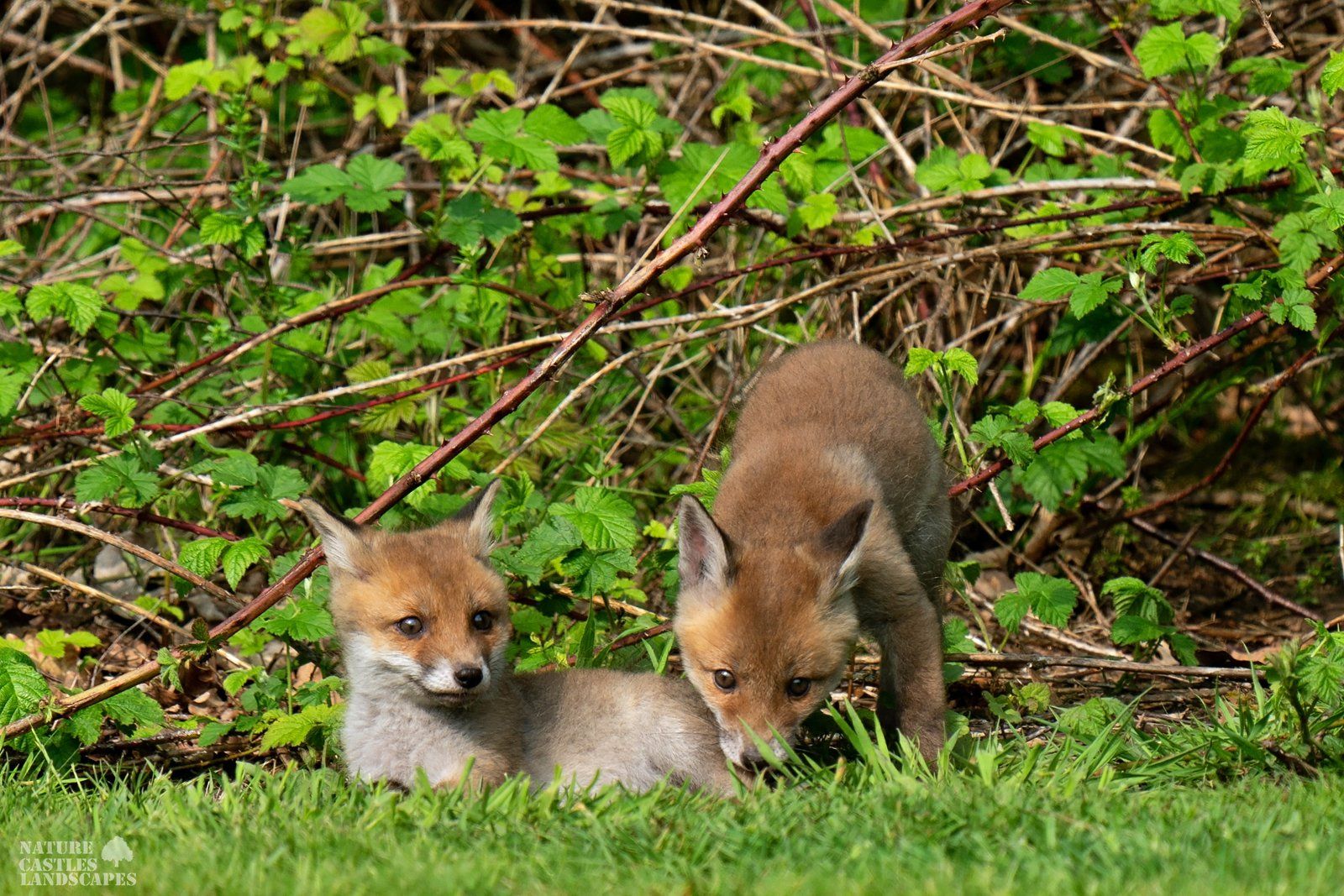 the fox cubs chilling in the sun